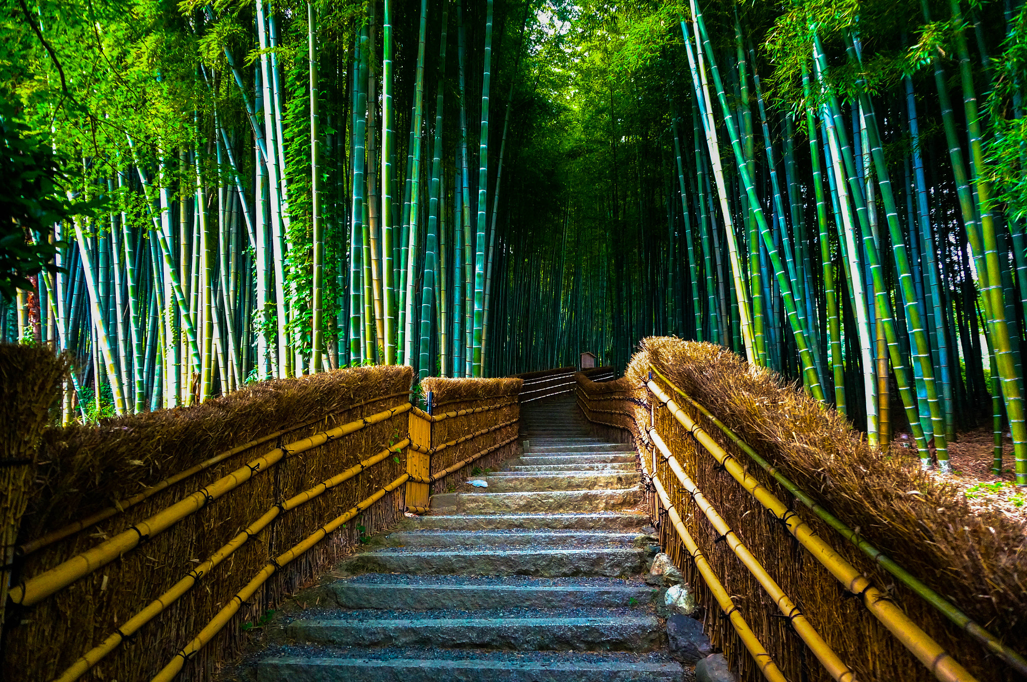 Sony Alpha NEX-5R + Sony E 18-50mm F4-5.6 sample photo. 京都の竹林 photography