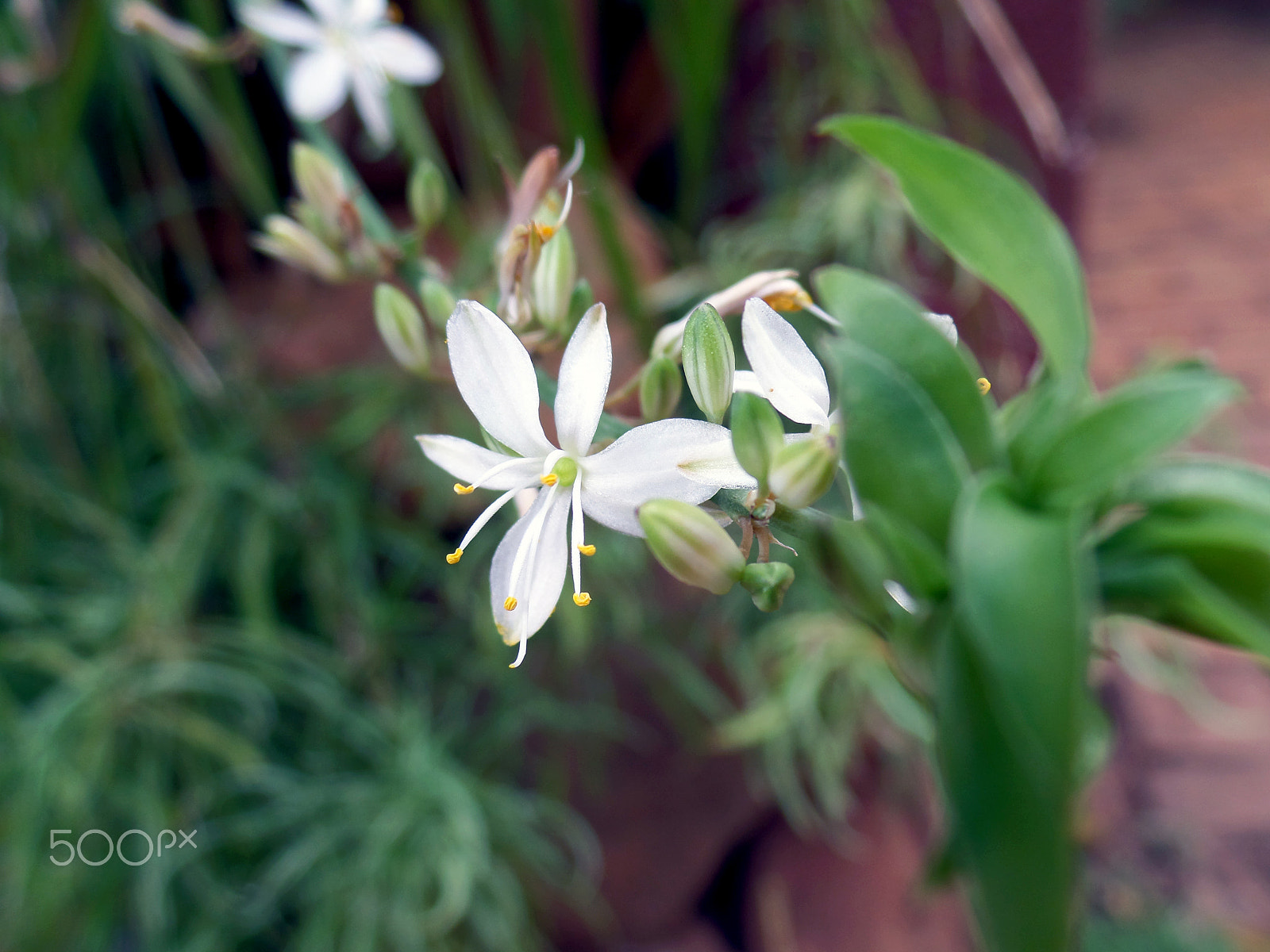 Samsung WB800F sample photo. Flower series: the spider plant photography