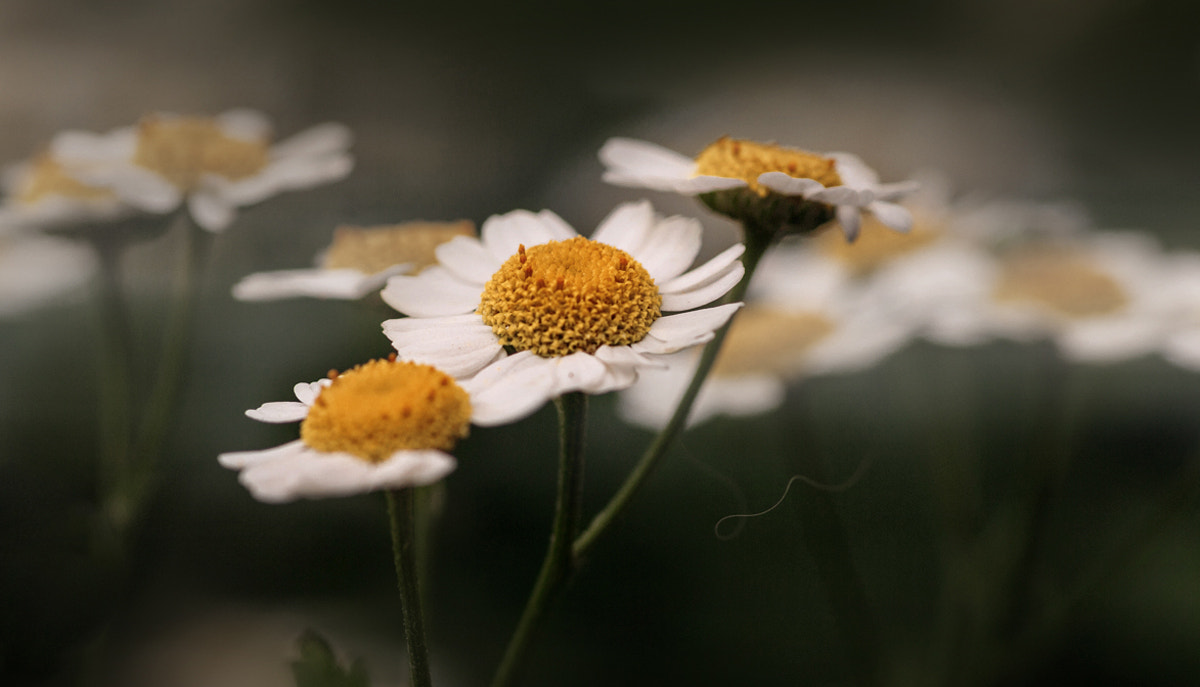 Pentax K-7 + Samsung/Schneider D-XENON 100mm F2.8 Macro sample photo. Field chamomile photography