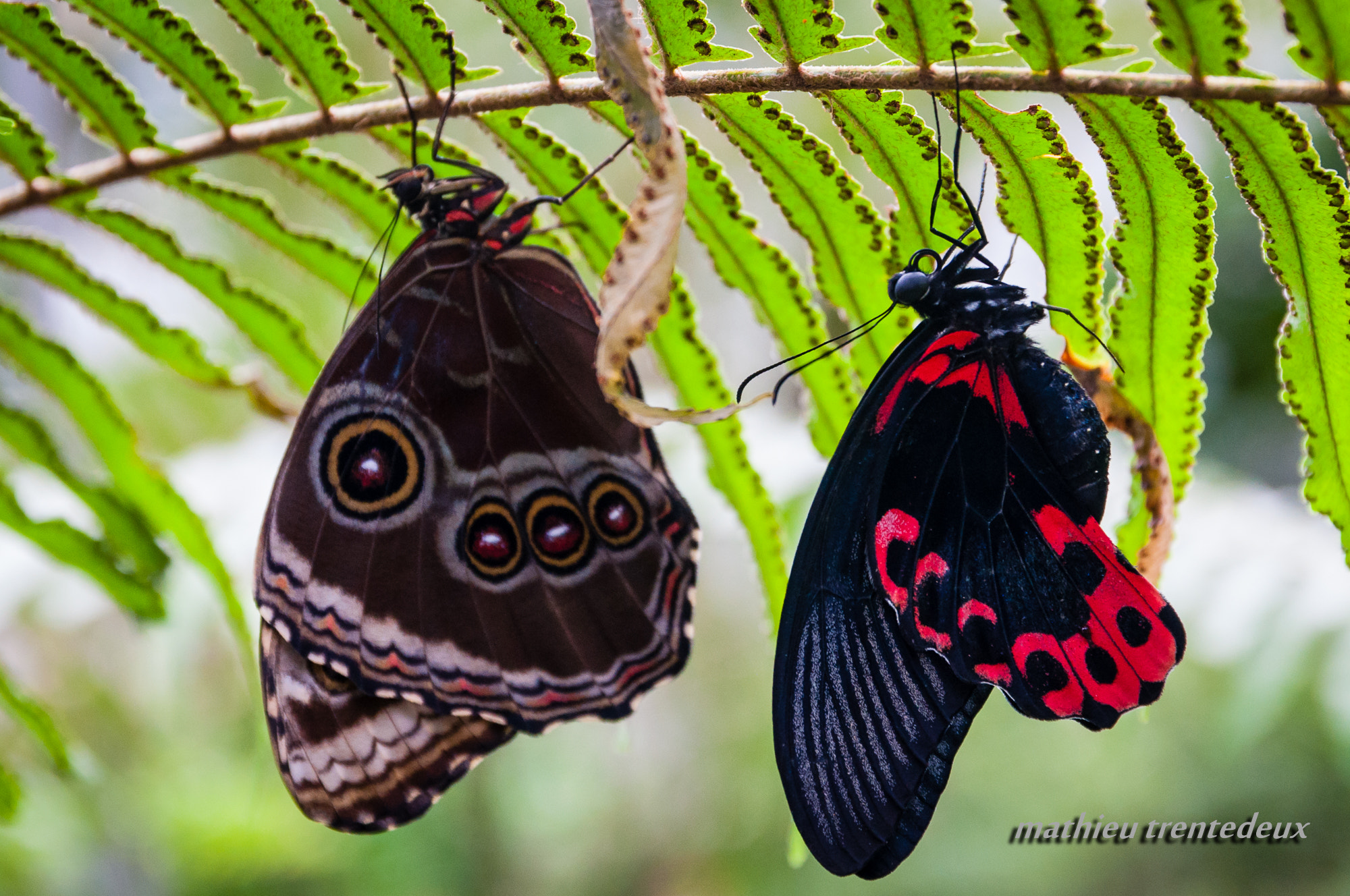 Sigma 17-70mm F2.8-4 DC Macro OS HSM | C sample photo. Papilllons par 2 photography