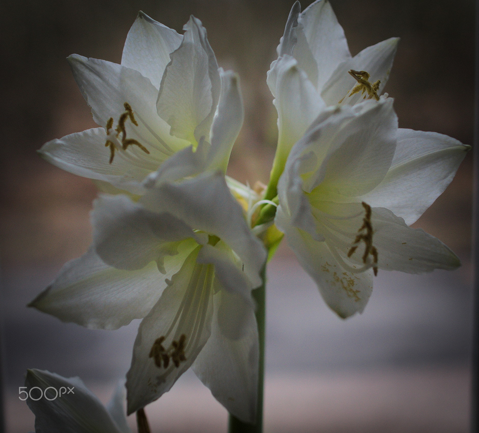 Canon EOS 5D + Canon EF 24mm F1.4L II USM sample photo. Amaryllis photography