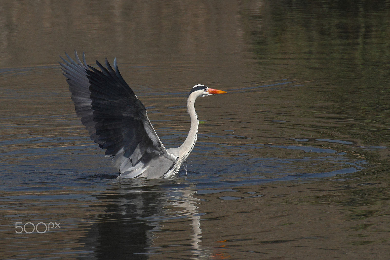 Canon EF 100-400mm F4.5-5.6L IS II USM sample photo. Take off photography