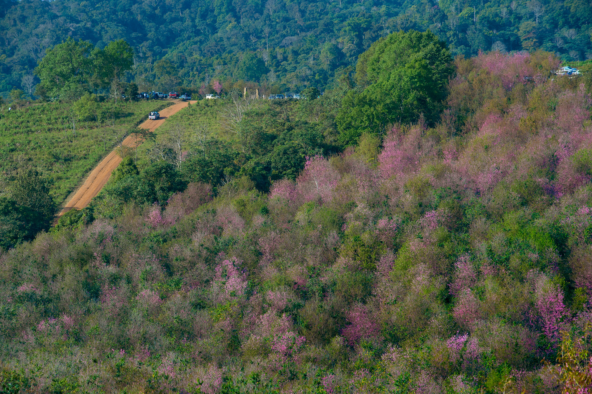 Nikon Df sample photo. Wild himalayan cherry photography
