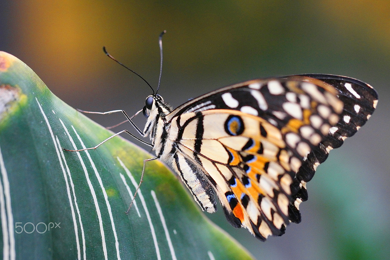 NX 60mm F2.8 Macro sample photo. Wildlife photography