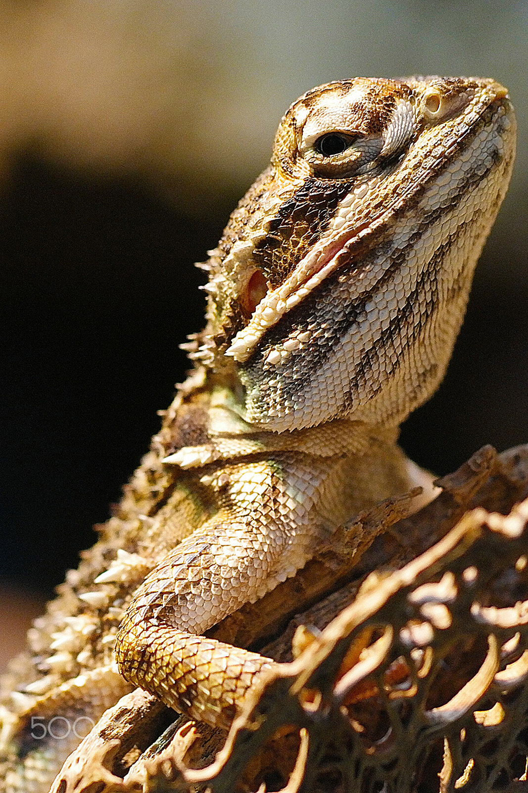 NX 60mm F2.8 Macro sample photo. Wildlife photography