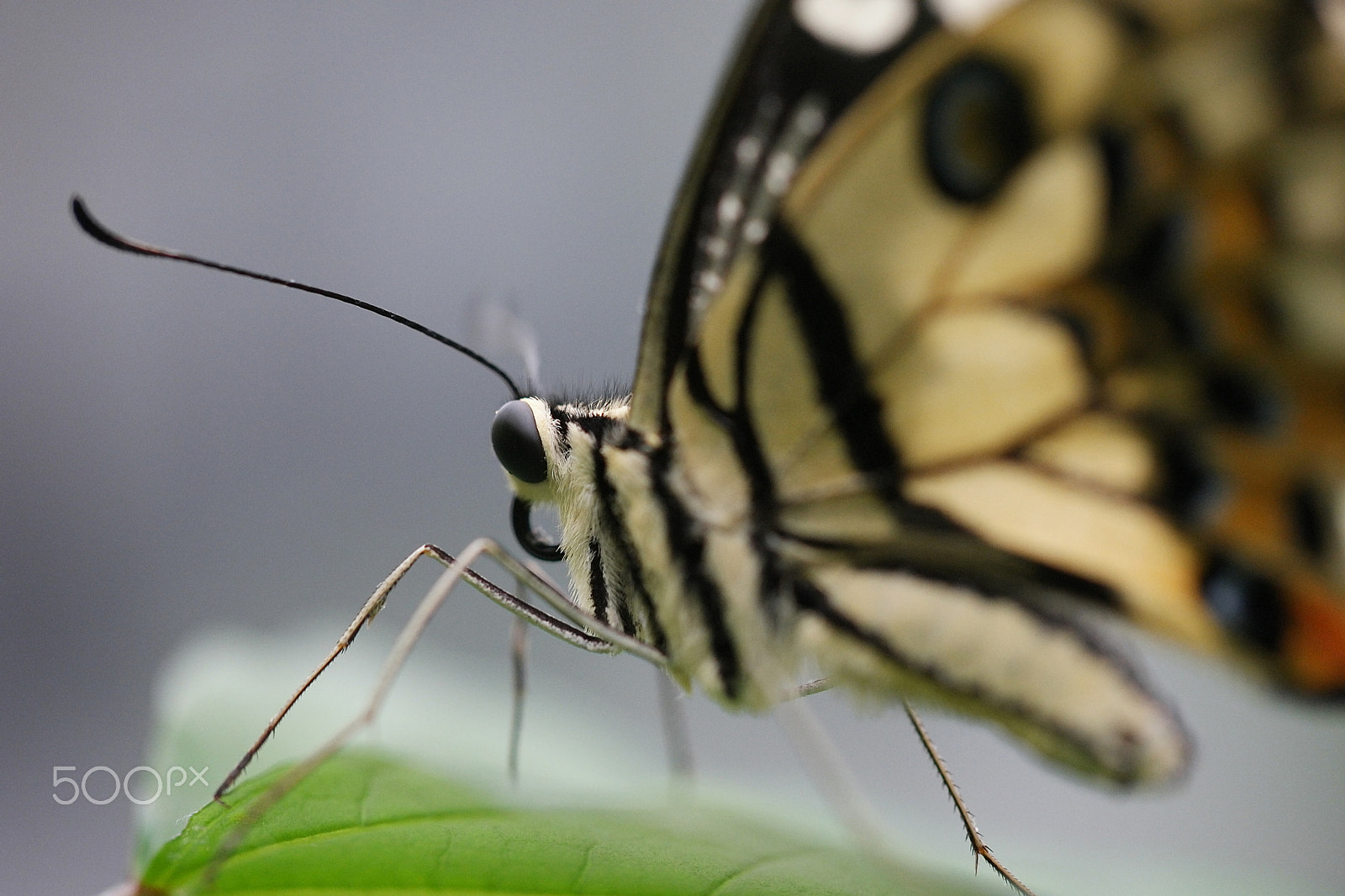 Samsung NX1 + NX 60mm F2.8 Macro sample photo. Wildlife photography