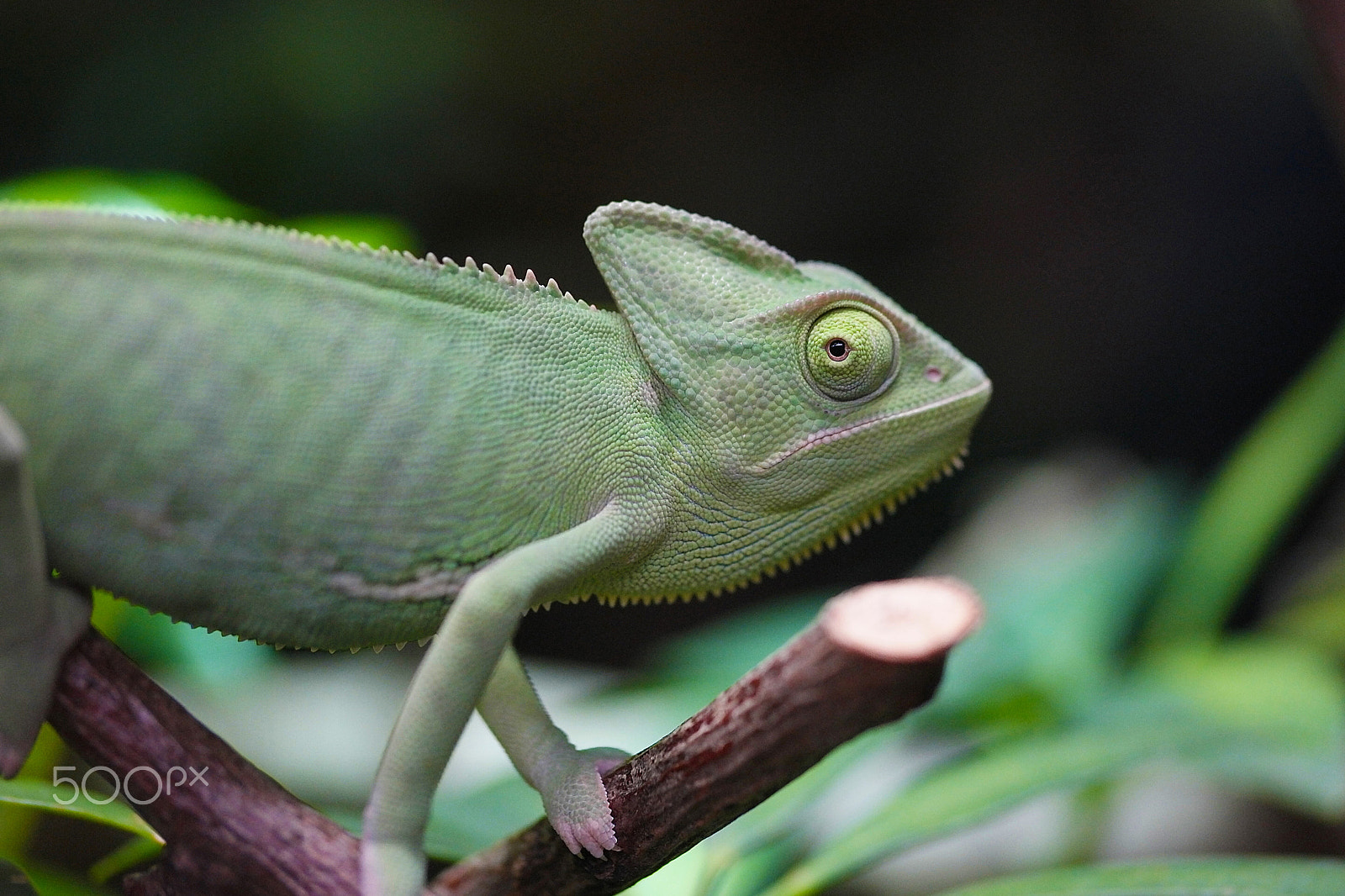 Samsung NX1 + NX 60mm F2.8 Macro sample photo. Wildlife photography