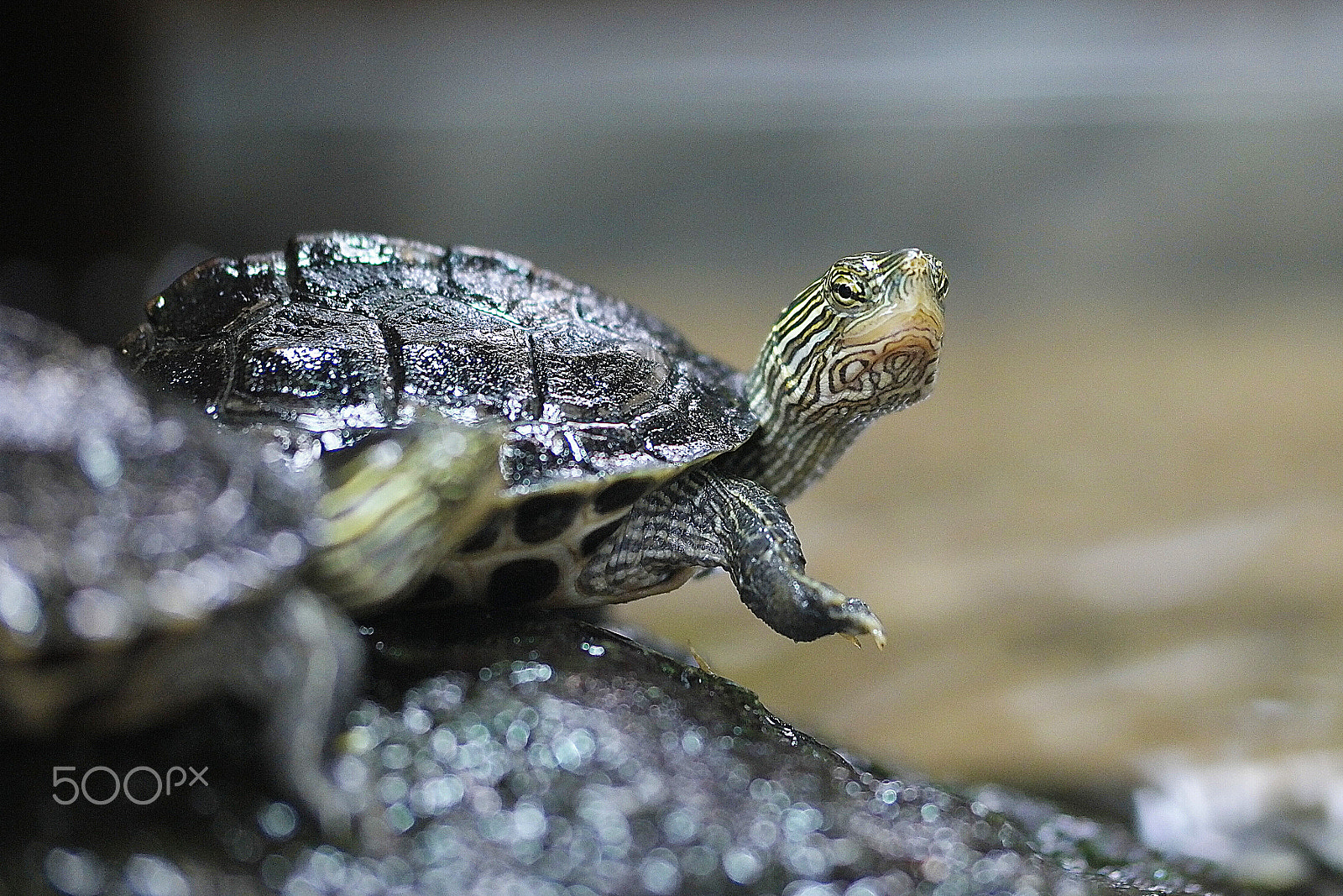 Samsung NX1 + NX 60mm F2.8 Macro sample photo. Wildlife photography