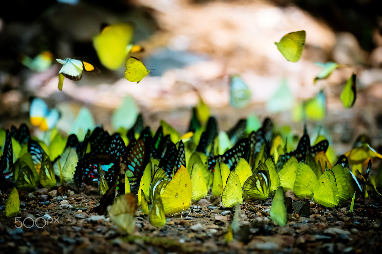 Fujifilm X-M1 + Fujifilm XF 55-200mm F3.5-4.8 R LM OIS sample photo. Group of colorful butterfly on the ground photography
