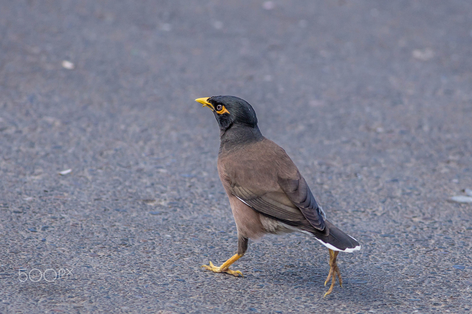 Canon EOS 6D + Canon EF 400mm F5.6L USM sample photo. Keep walking ! photography