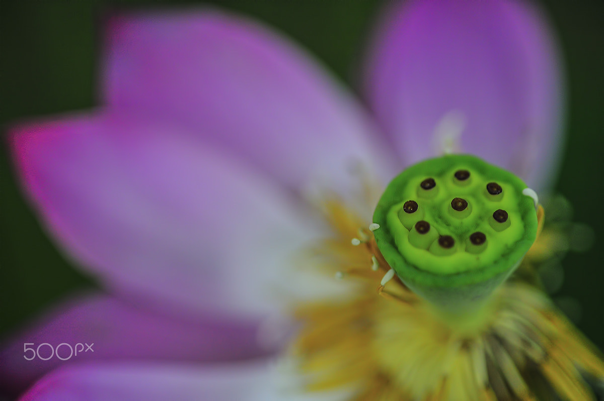 Nikon D3 + AF Micro-Nikkor 105mm f/2.8 sample photo. Color of lotus photography