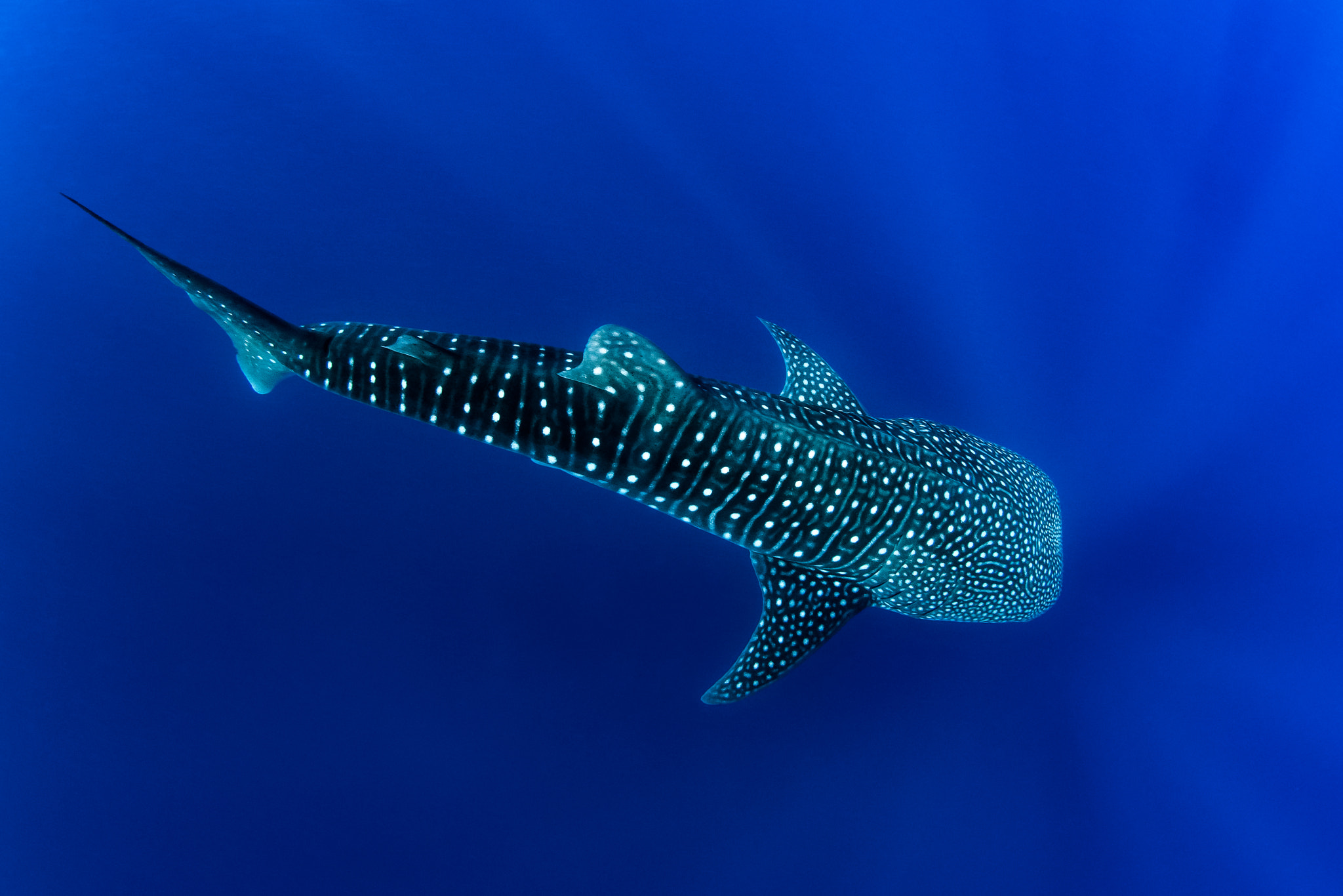 Olympus OM-D E-M5 + LUMIX G FISHEYE 8/F3.5 sample photo. Star of maldives photography