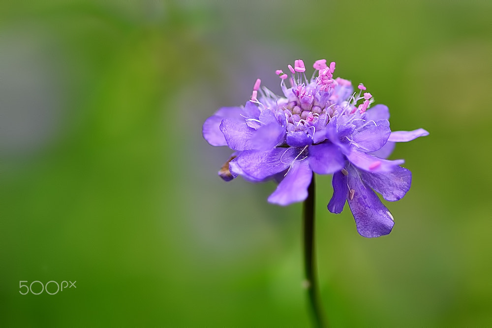 Nikon D7000 + AF Micro-Nikkor 105mm f/2.8 sample photo. Purple wild flower photography