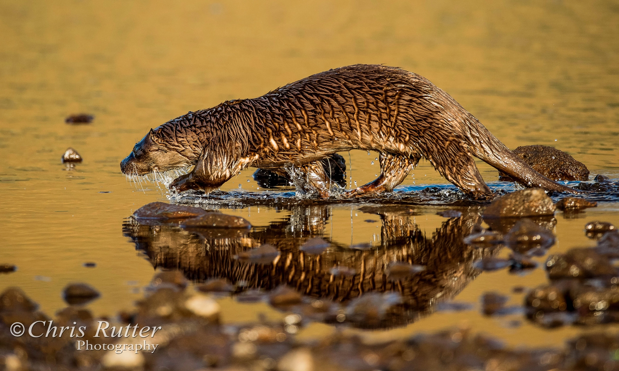 Nikon D600 + Sigma 500mm F4.5 EX DG HSM sample photo. Otter, isle of skye photography