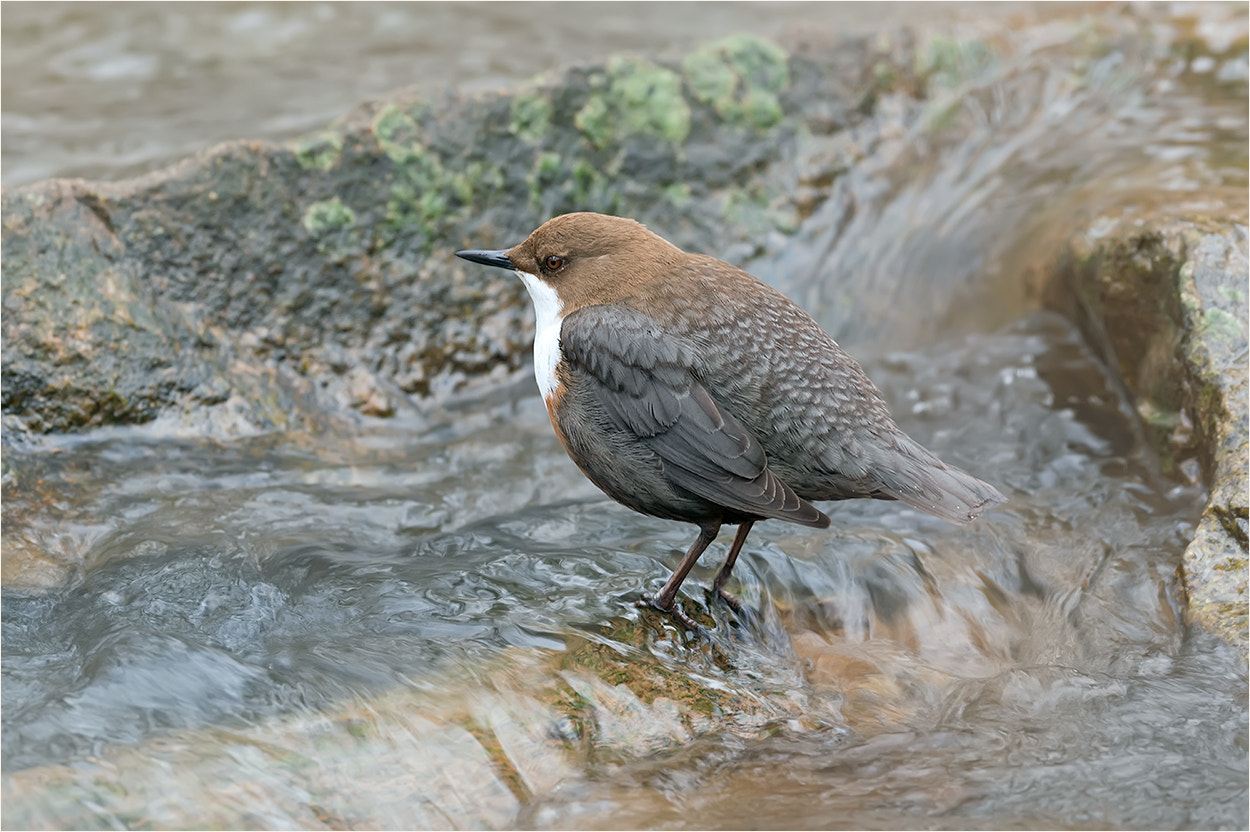 Nikon D4 sample photo. Cinclus cinclus / white-throated dipper photography
