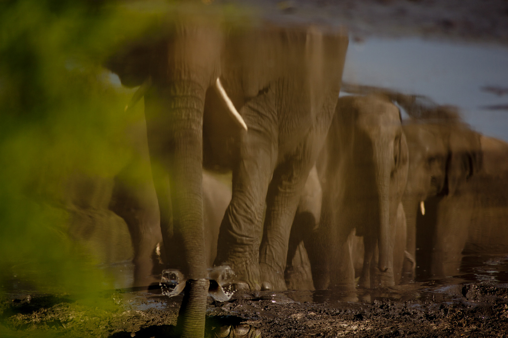 Canon EF 400mm f/2.8L sample photo. Elephant reflections photography