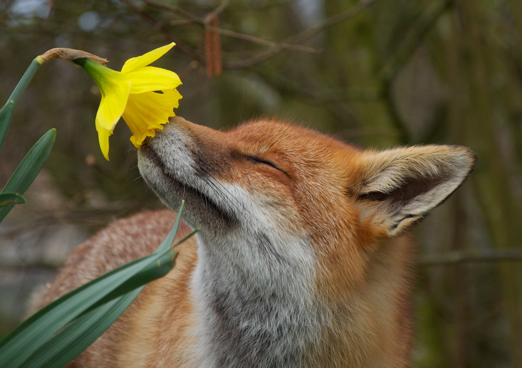 15 Bellissime Foto Di Animali Mentre Si Godono Il Profumo Dei Fiori