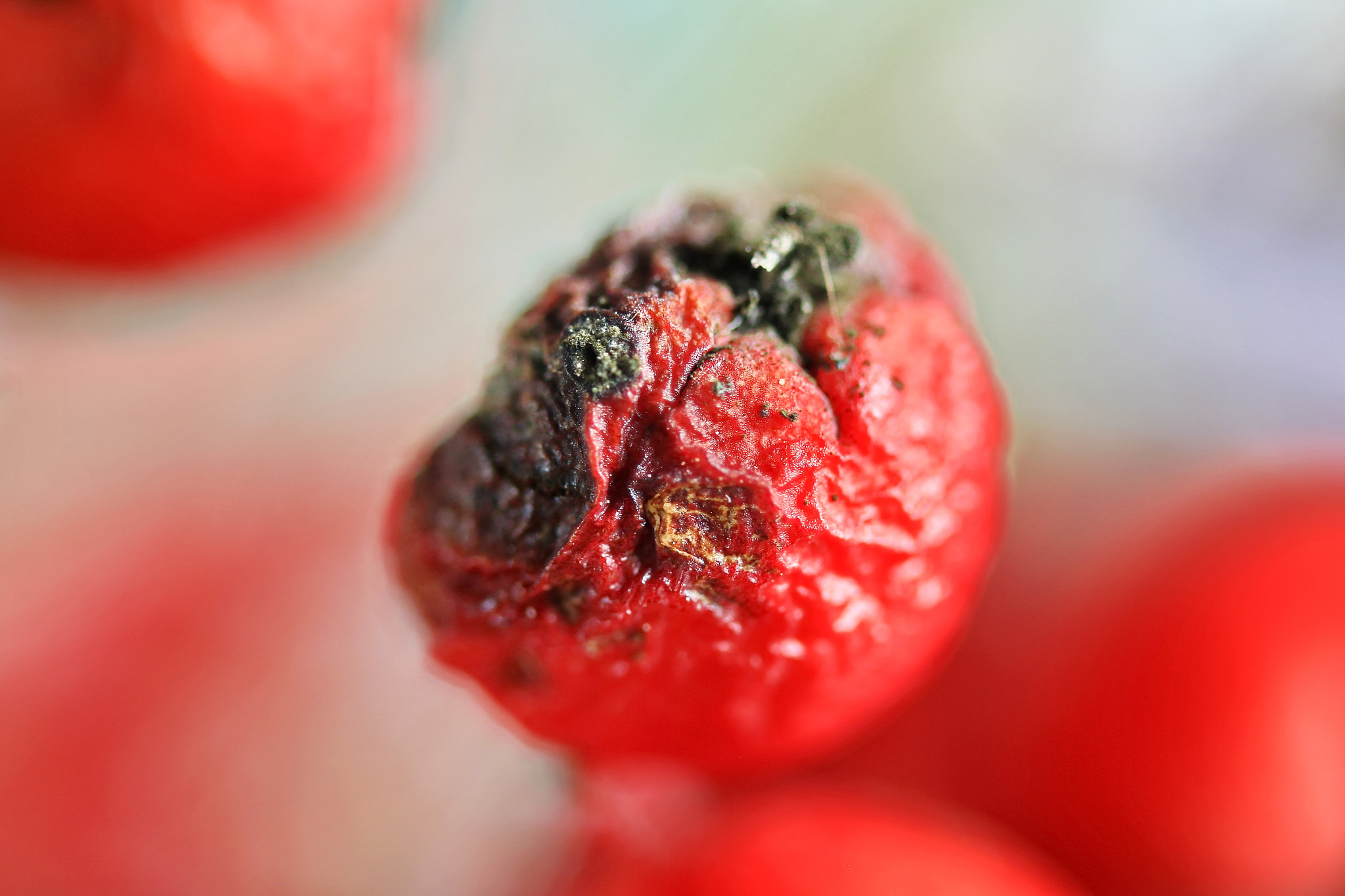 Sigma 150mm f/2.8 EX DG OS HSM APO Macro sample photo. Fruto photography