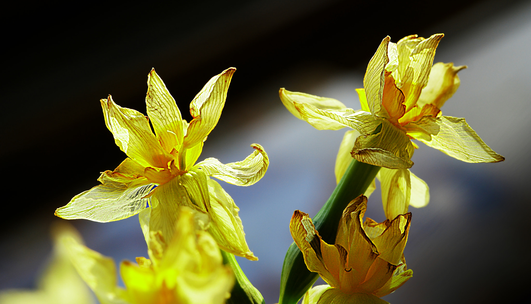 NX 60mm F2.8 Macro sample photo. Yellow flowers photography