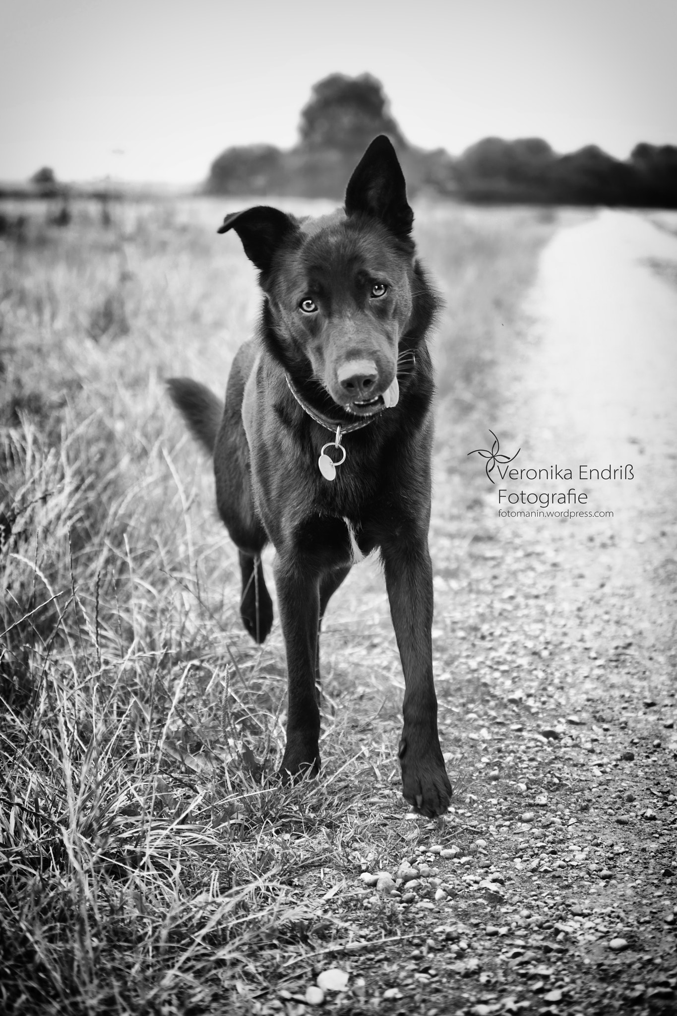 Sigma 50-150mm F2.8 EX APO DC HSM II sample photo. Wilma photography