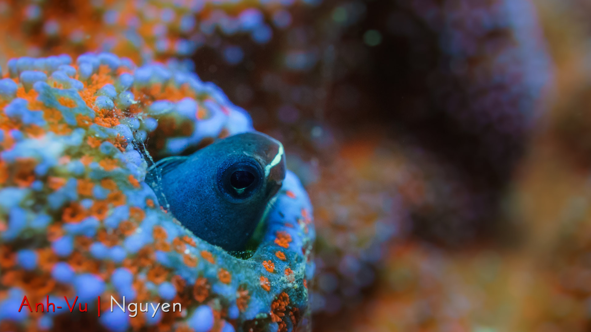 Sony Alpha NEX-5R + Sony E 30mm F3.5 Macro sample photo. Blenny at home photography