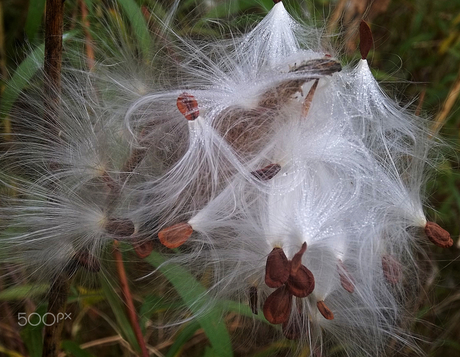 Kodak EASYSHARE M575 DIGITAL CAMERA sample photo. Milkweed seeds photography