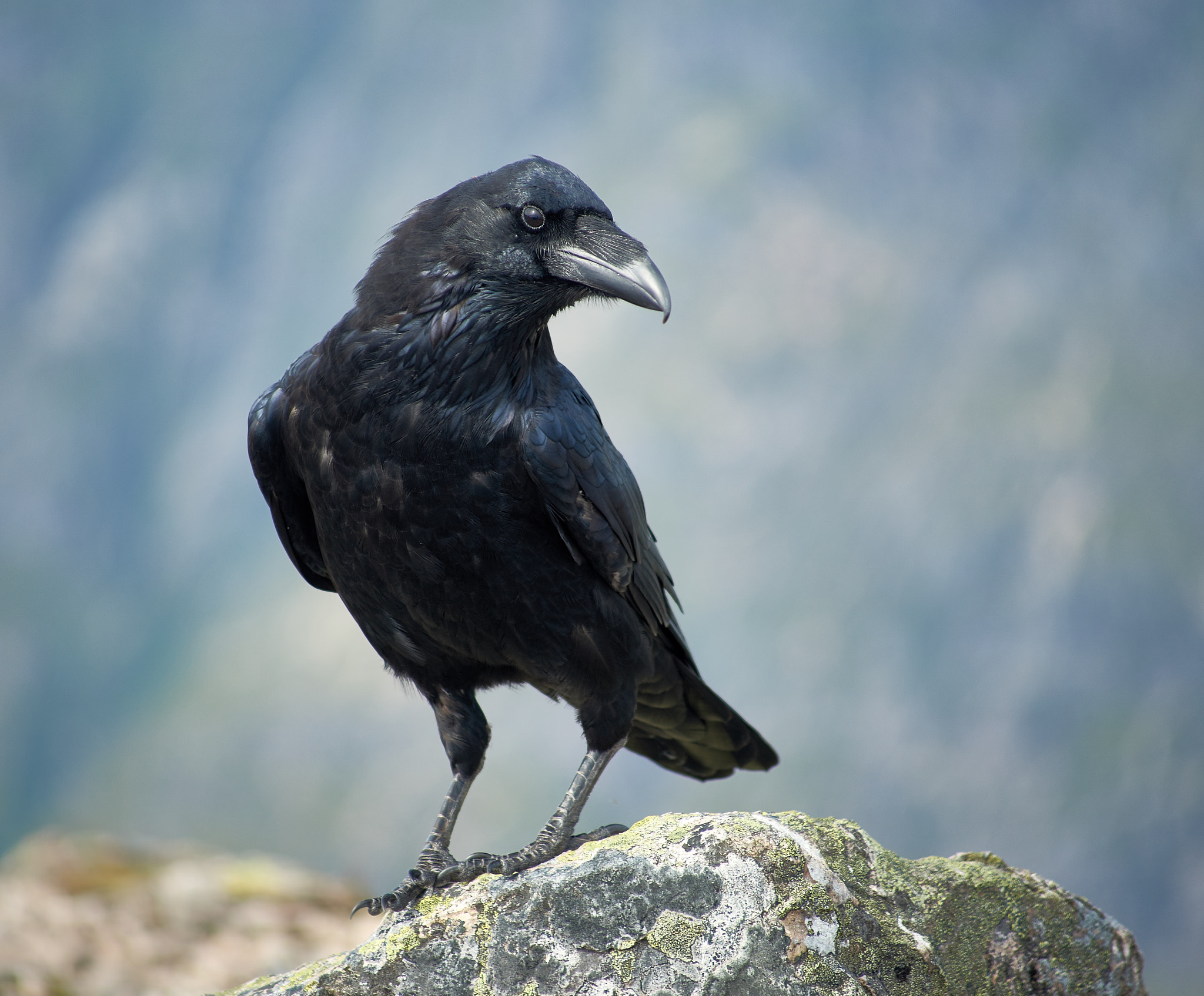 Minolta AF 100-200mm F4.5 sample photo. Buachaille etive mòr raven_2 photography