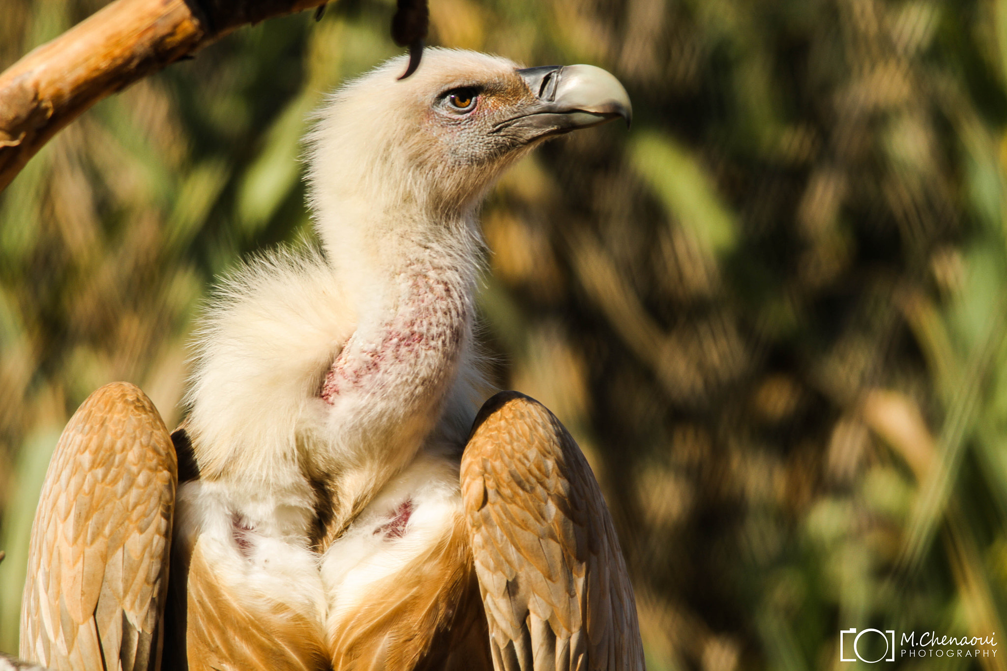 Canon EF 500mm f/4.5L + 1.4x sample photo