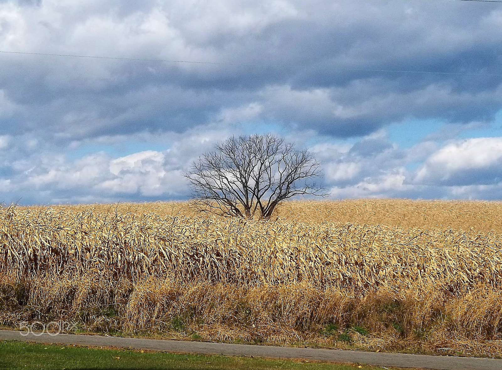 Kodak EASYSHARE M575 DIGITAL CAMERA sample photo. One tree field photography