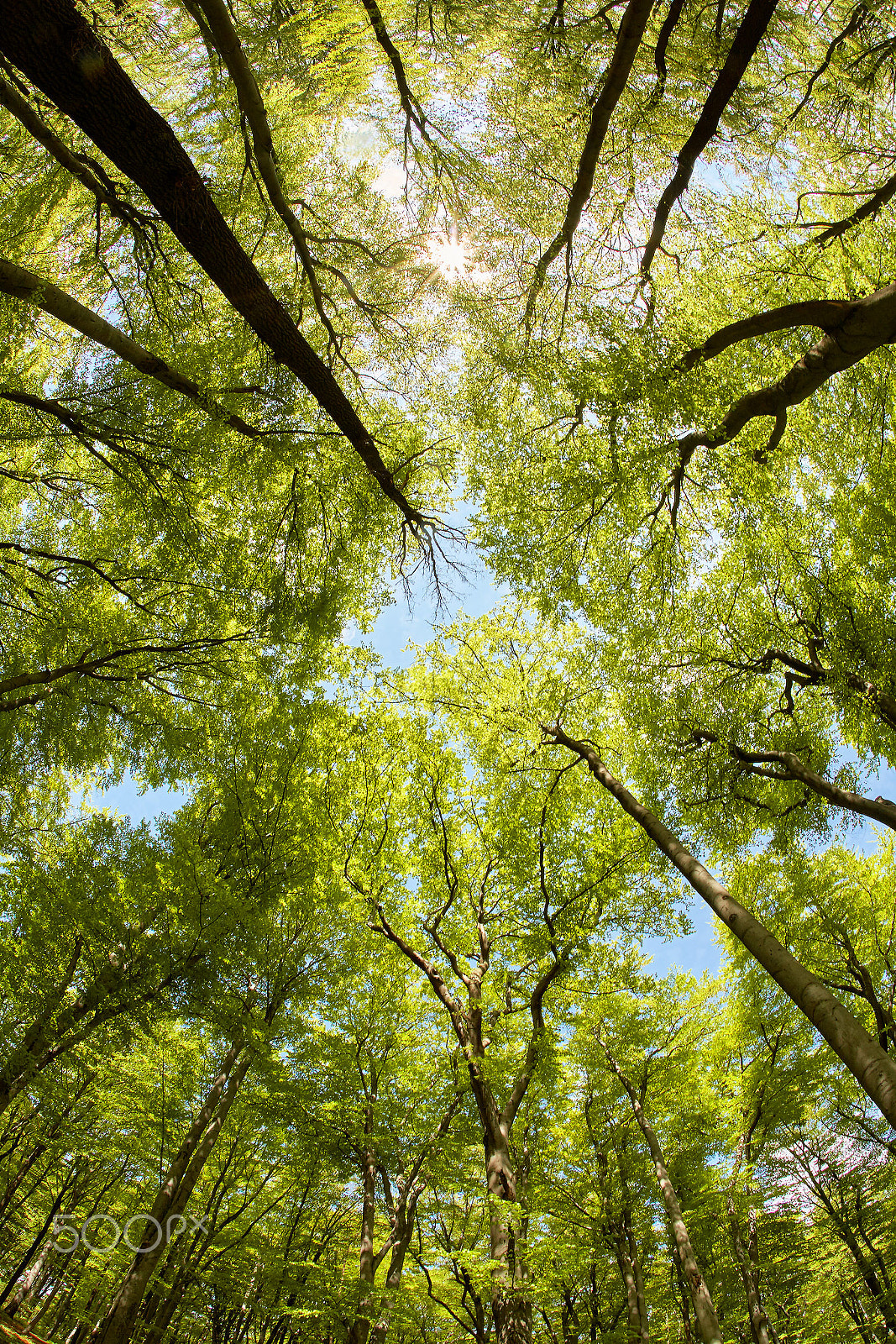 Canon EOS 5D + Canon EF 15mm F2.8 Fisheye sample photo. Lush beech forest canopy photography
