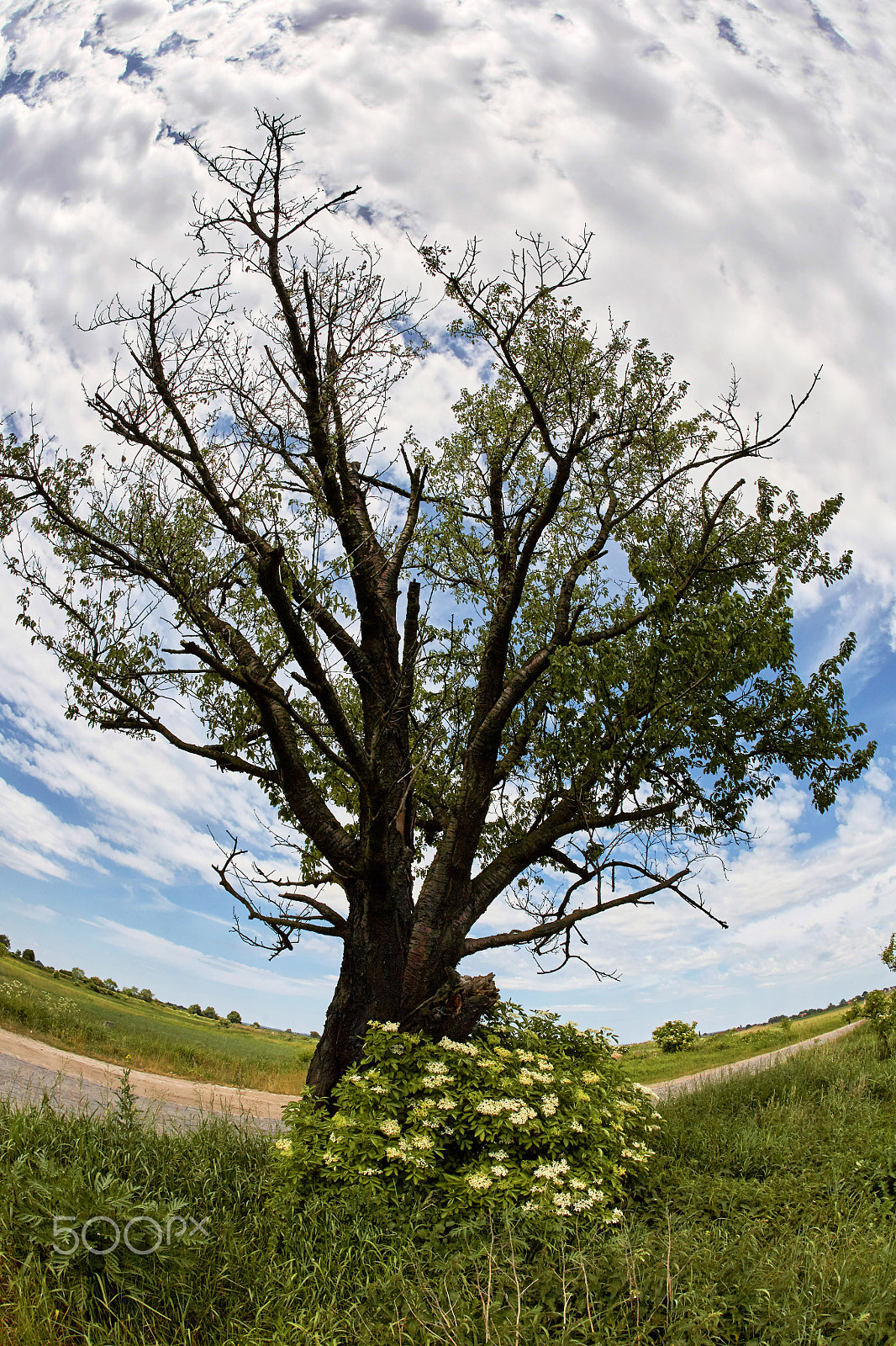 Canon EOS 5D + Canon EF 15mm F2.8 Fisheye sample photo. Solitary oak tree by road photography