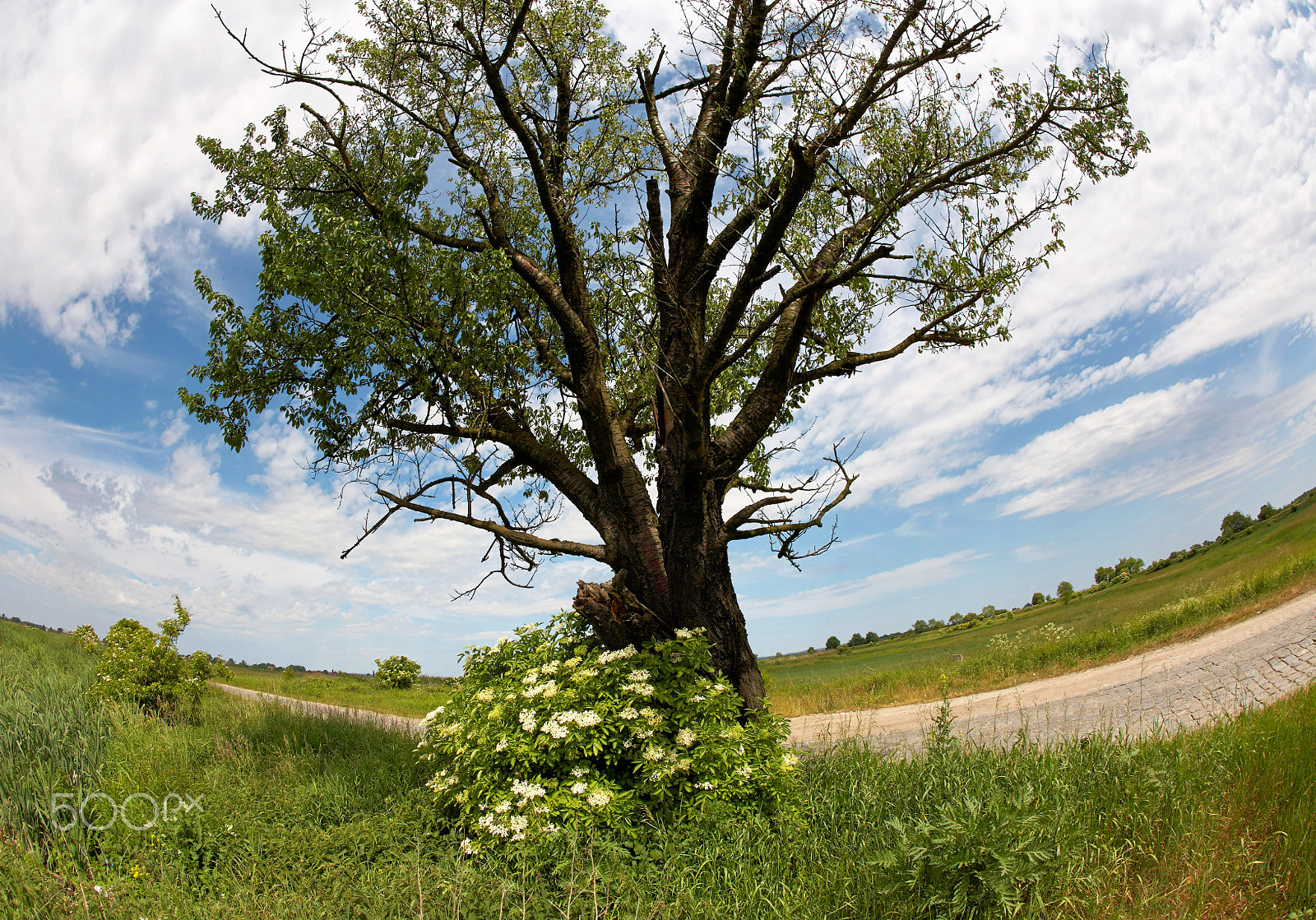 Canon EOS 5D + Canon EF 15mm F2.8 Fisheye sample photo. Solitary oak tree by road photography