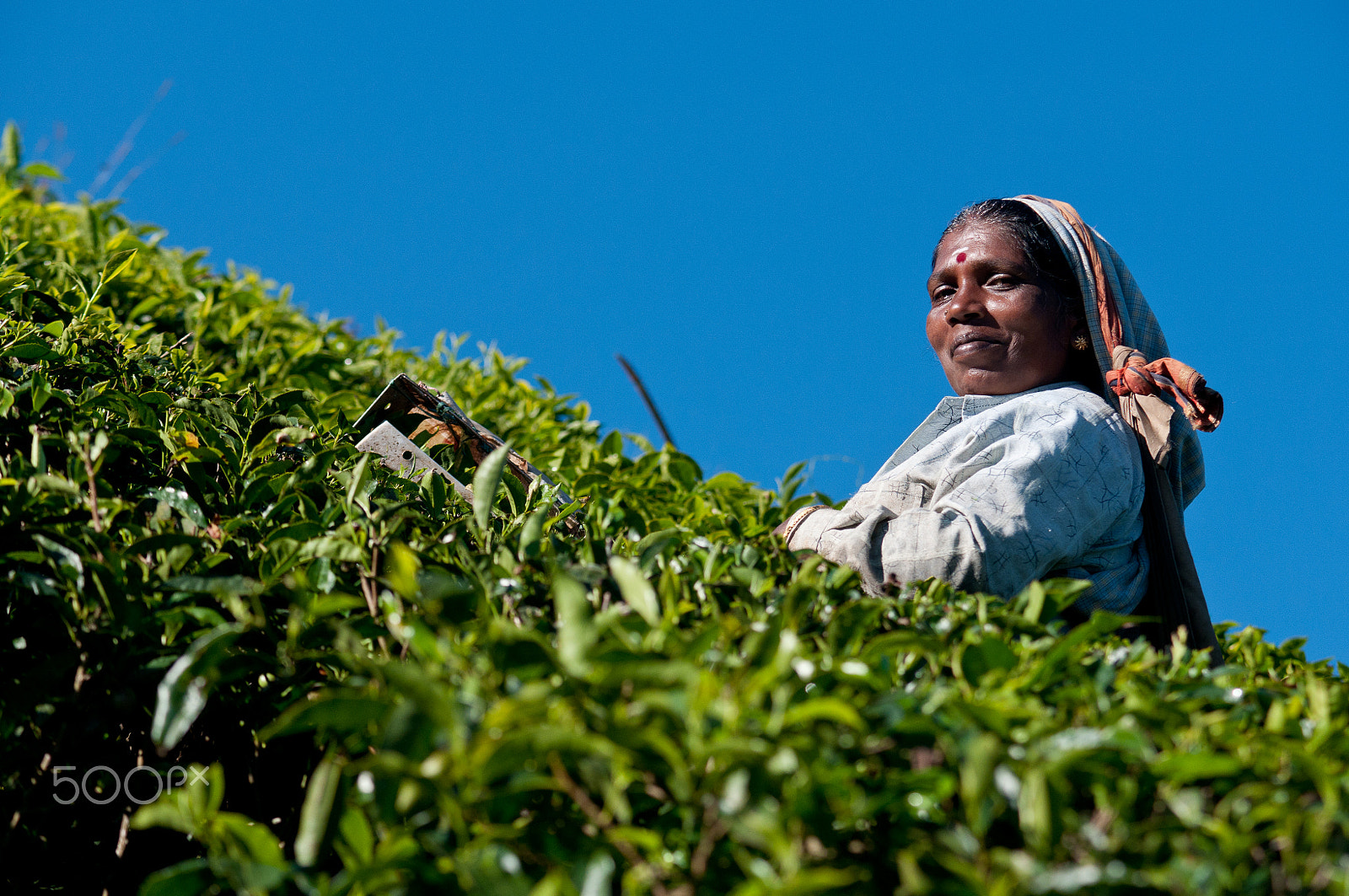 Nikon D300 + Sigma 50-150mm F2.8 EX APO DC HSM sample photo. From munnar photography