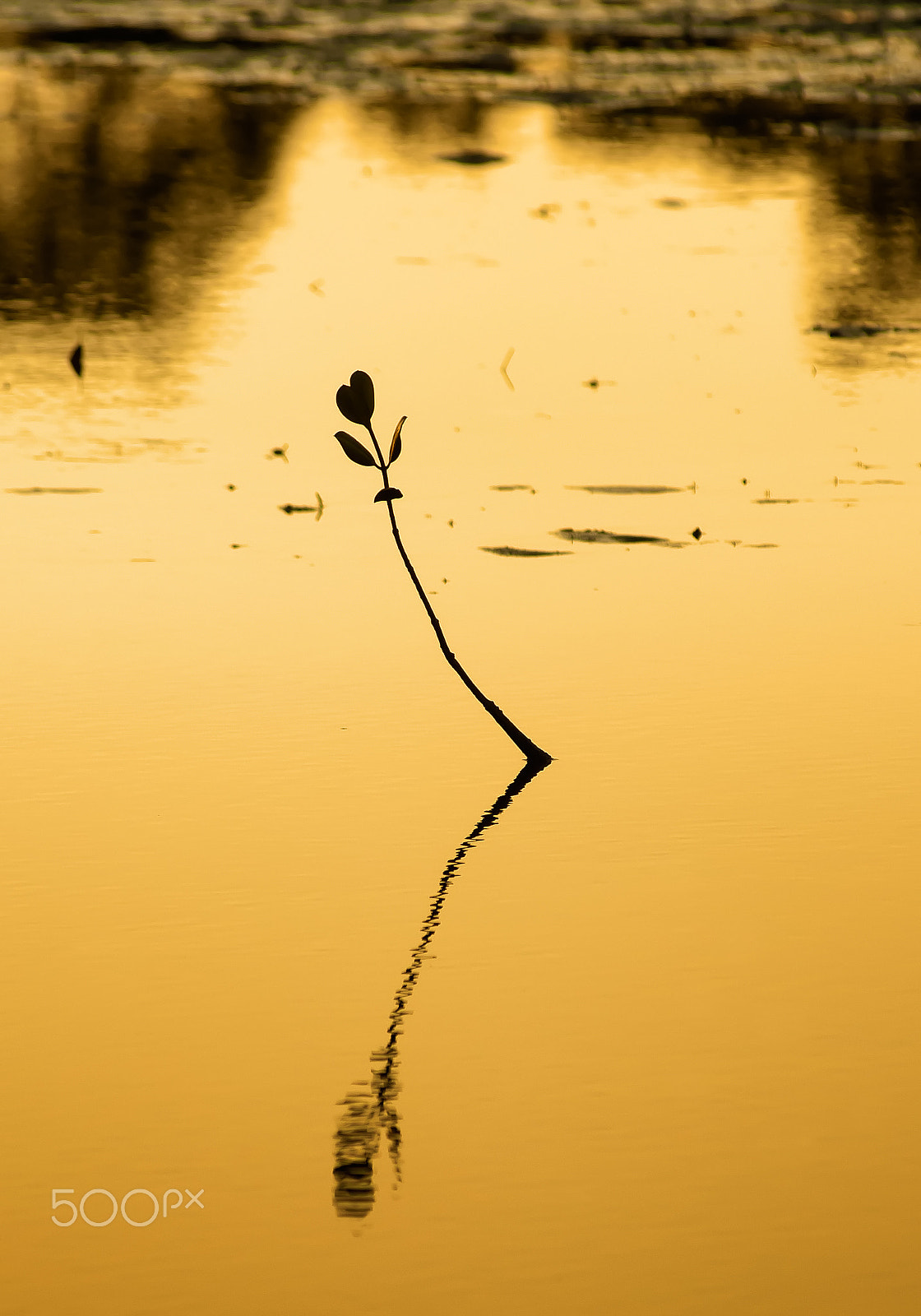 Nikon AF-Nikkor 80-200mm F2.8D ED sample photo. Reaching for the light photography