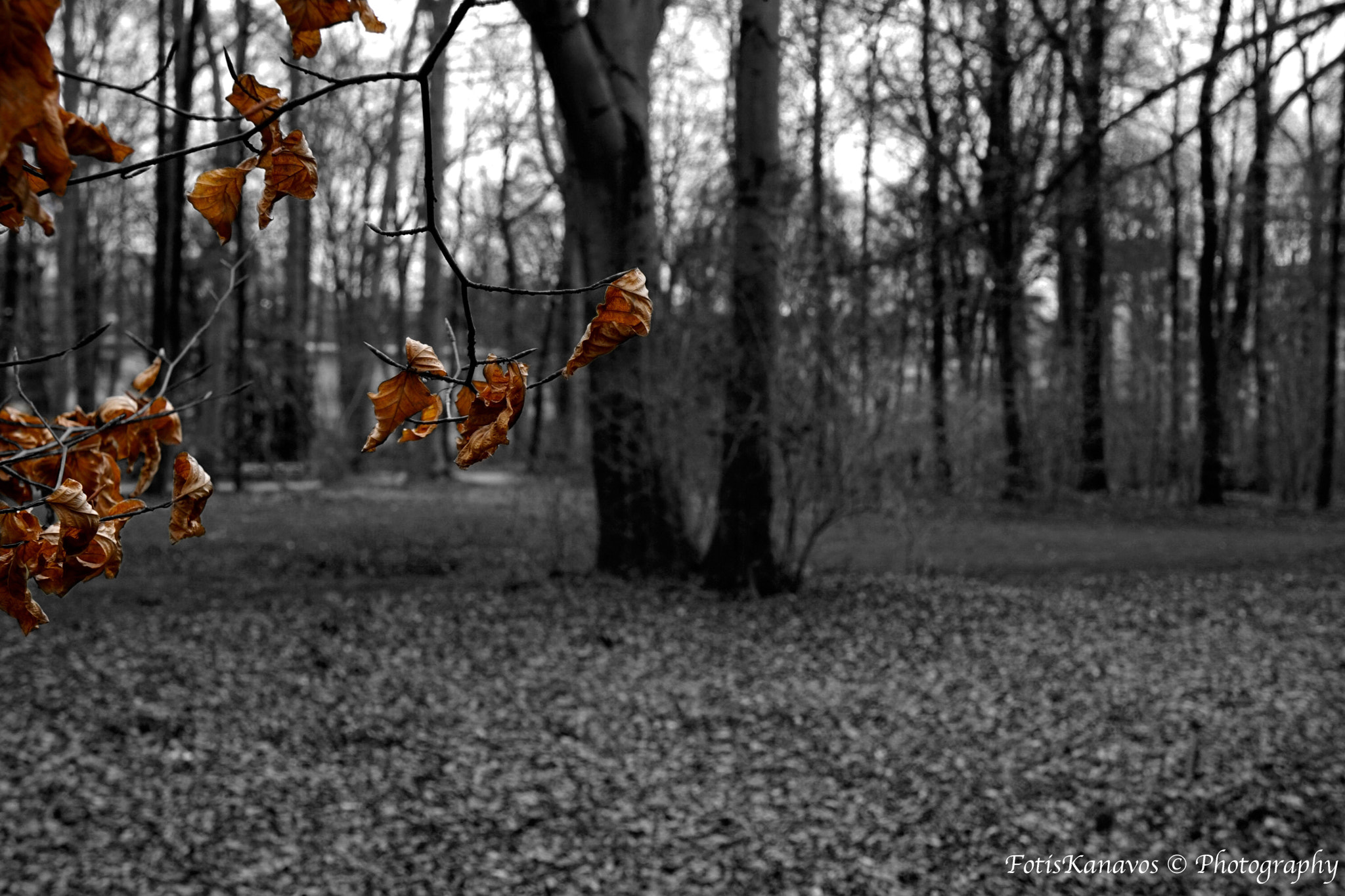 Tamron 18-200mm F3.5-6.3 Di III VC sample photo. Autumn at "english garden munich" photography