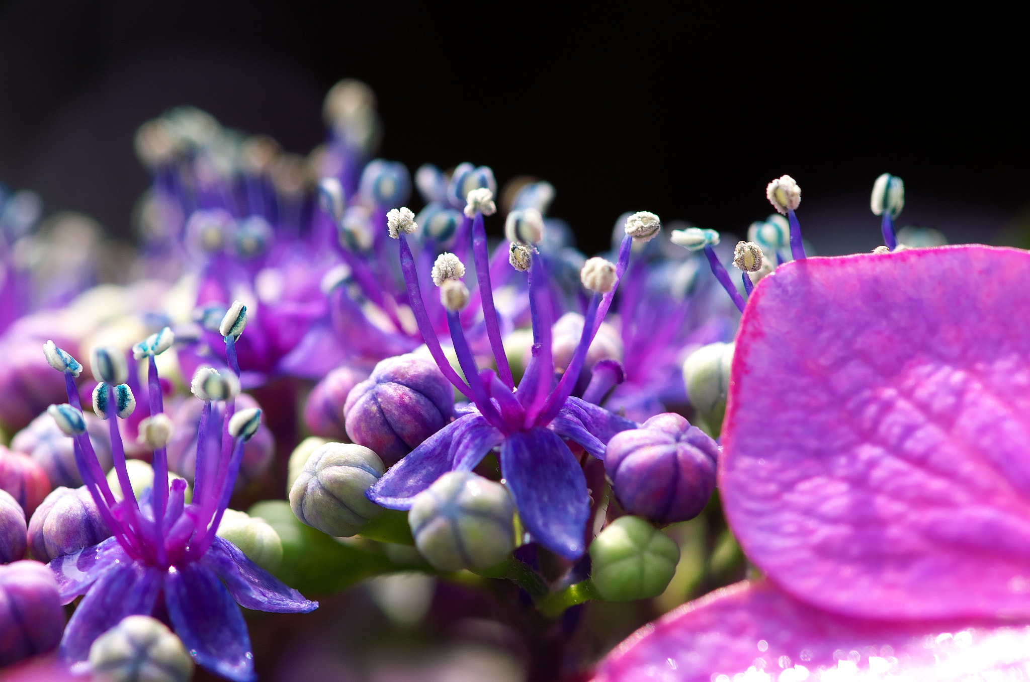 Pentax K-50 + Pentax smc D-FA 100mm F2.8 Macro WR sample photo. Hydrangea flowers photography