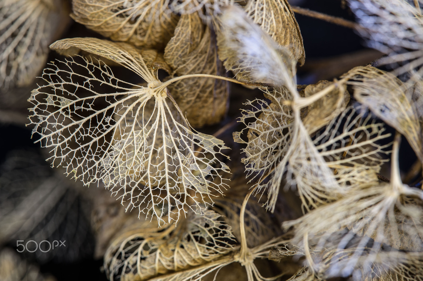 Sony a99 II + Tamron AF 18-250mm F3.5-6.3 Di II LD Aspherical (IF) Macro sample photo. Natures intricate lacework photography