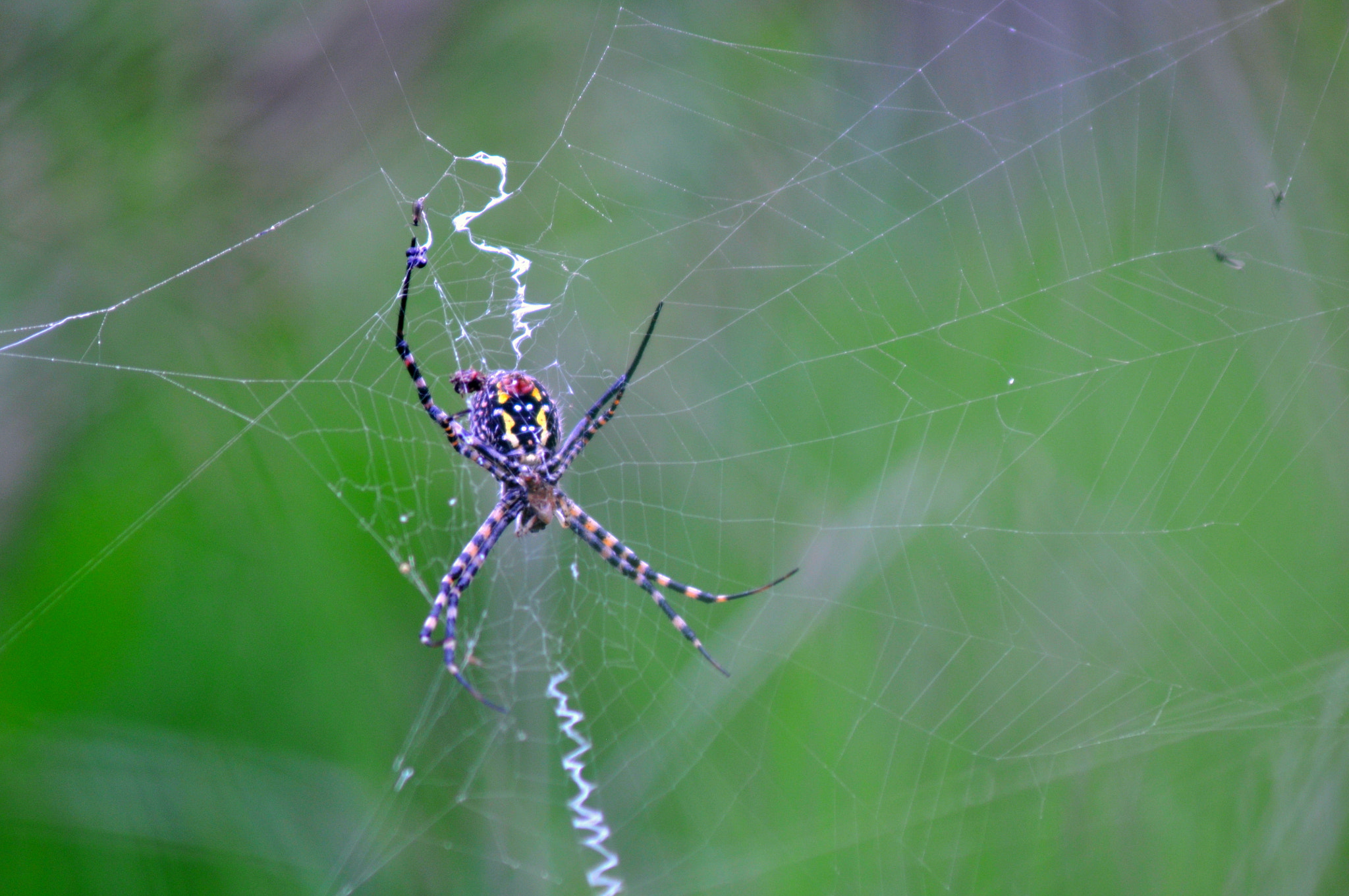 Nikon D90 + AF Zoom-Nikkor 75-300mm f/4.5-5.6 sample photo. Spaider photography