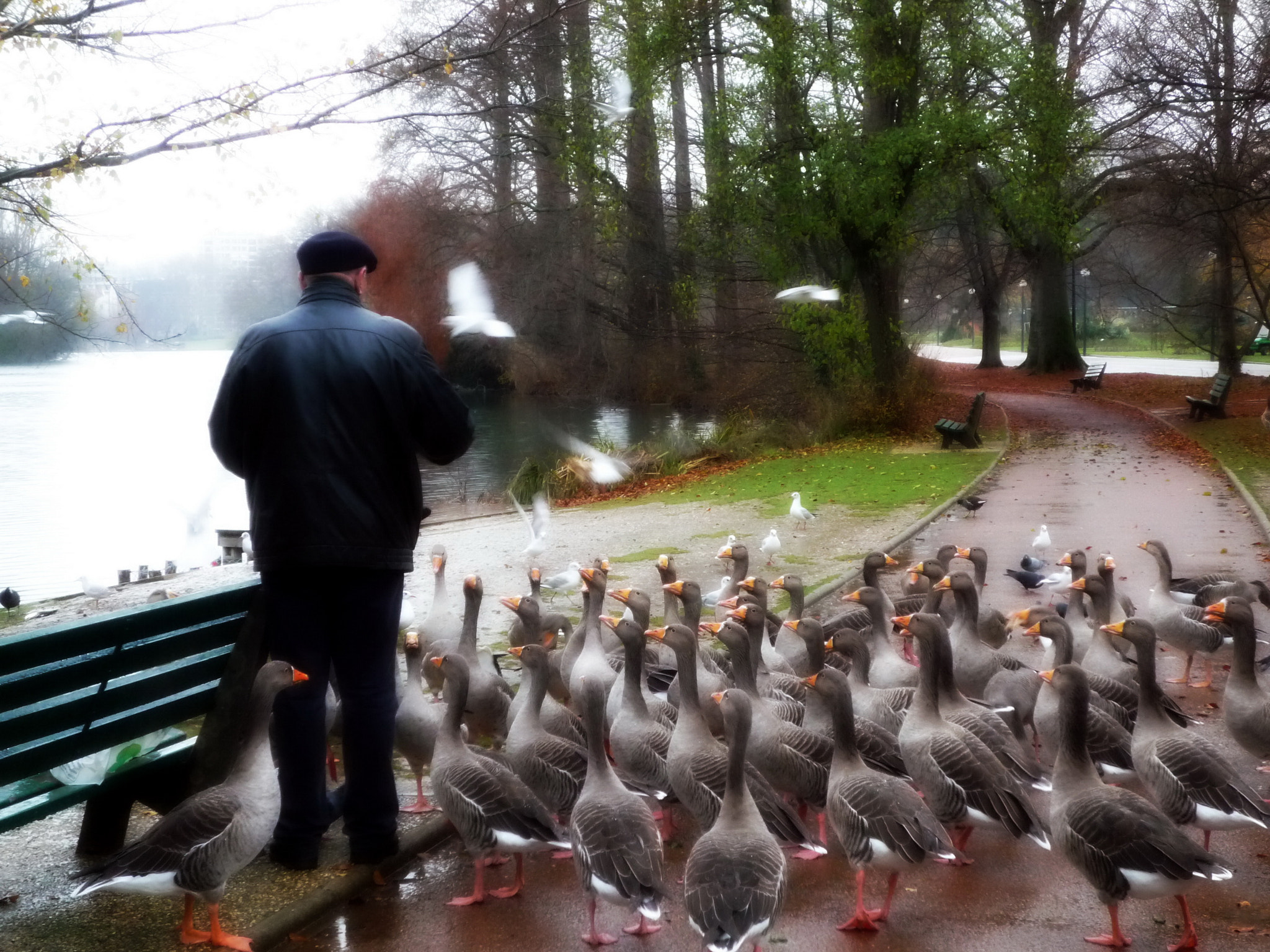 Panasonic DMC-FX37 sample photo. The man and geese photography