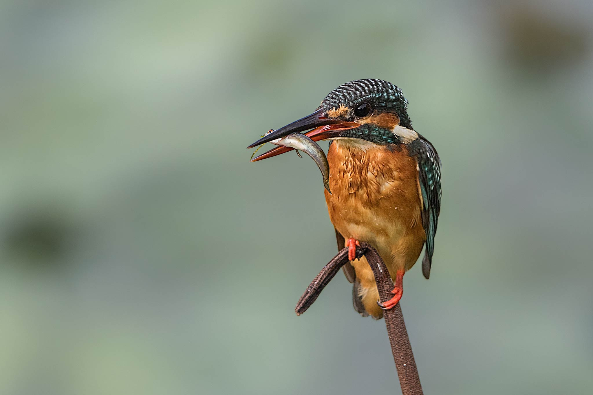 Canon EF 400mm F2.8L IS II USM sample photo. Breakfast! photography