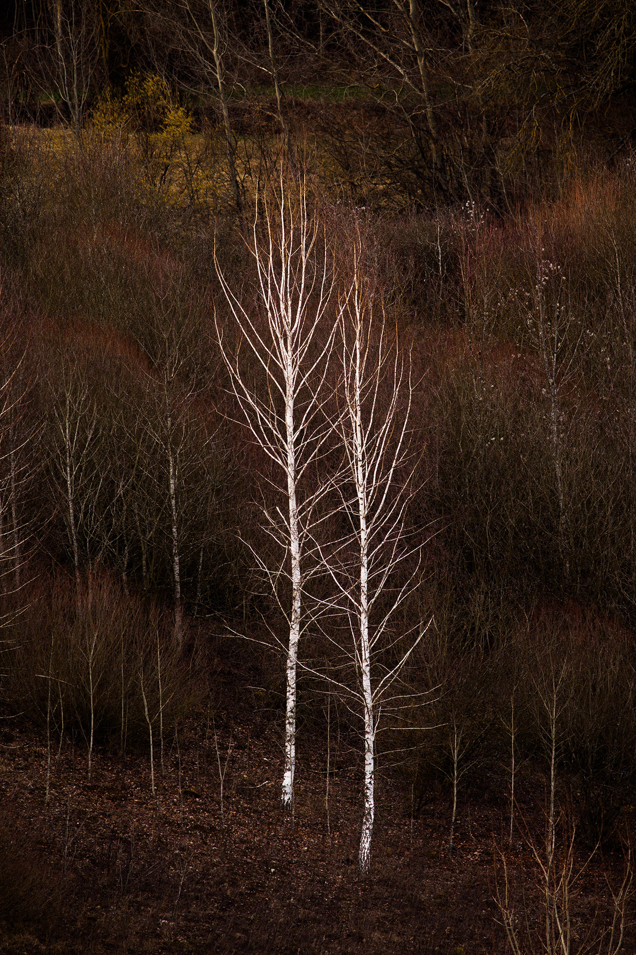 Canon EOS 50D + Canon EF 400mm F5.6L USM sample photo. Skeleton trees photography