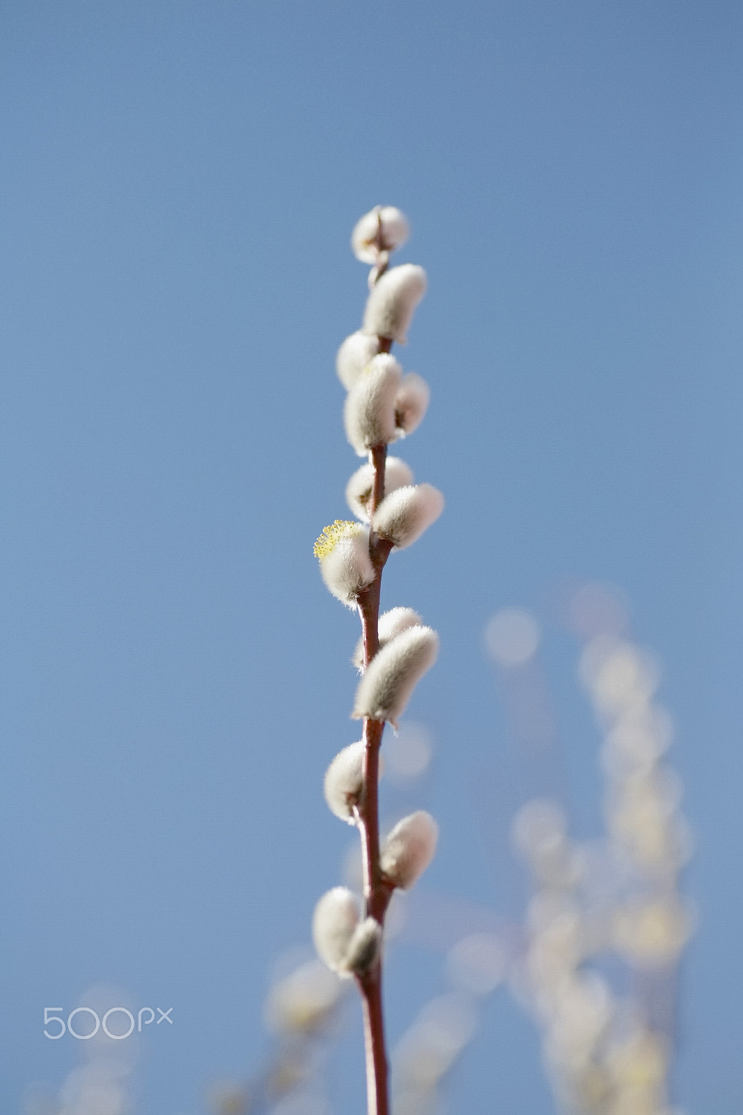 Canon EOS 5D + Tamron SP AF 90mm F2.8 Di Macro sample photo. Pussy willow catkins photography