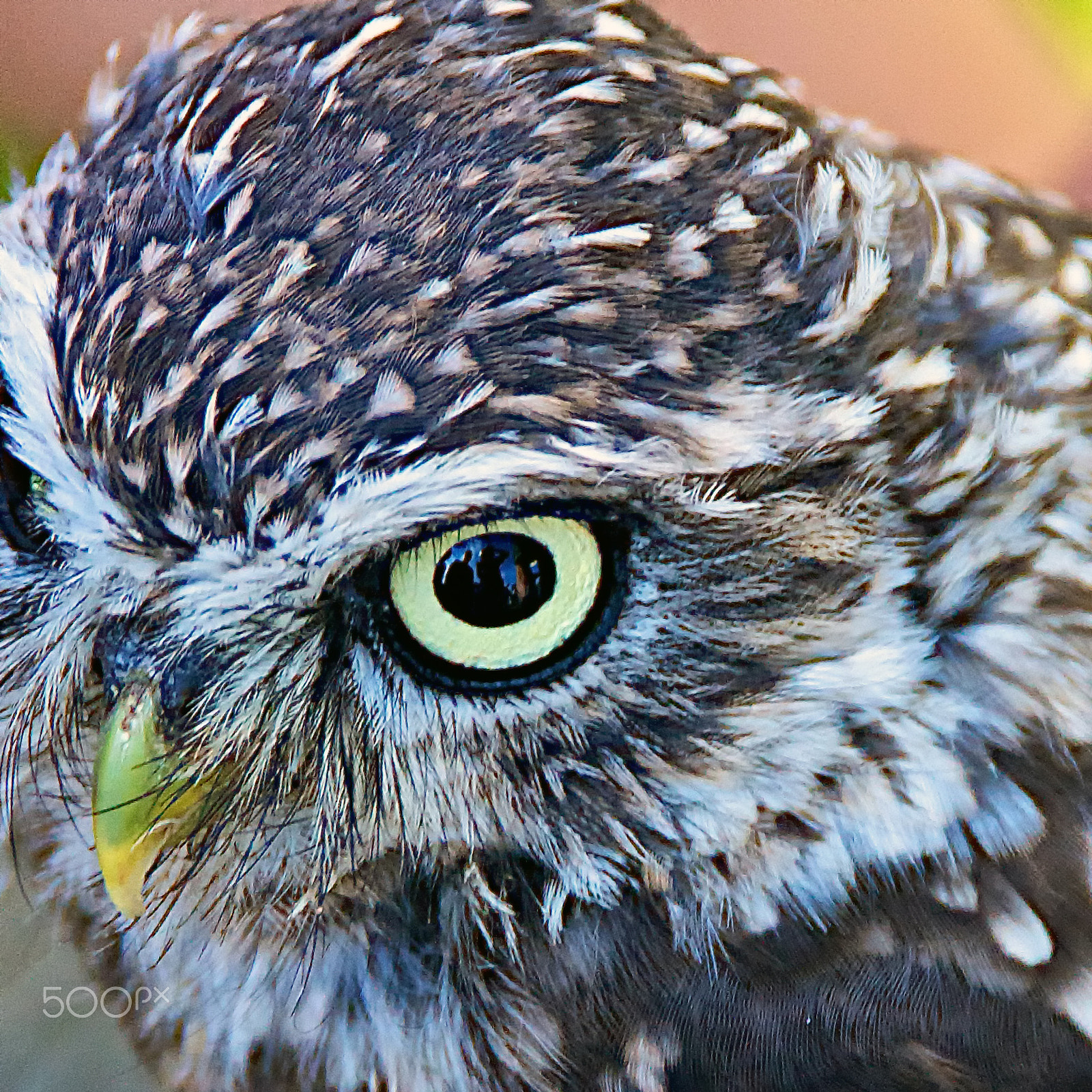 Sony DT 18-250mm F3.5-6.3 sample photo. A136 little owl photography