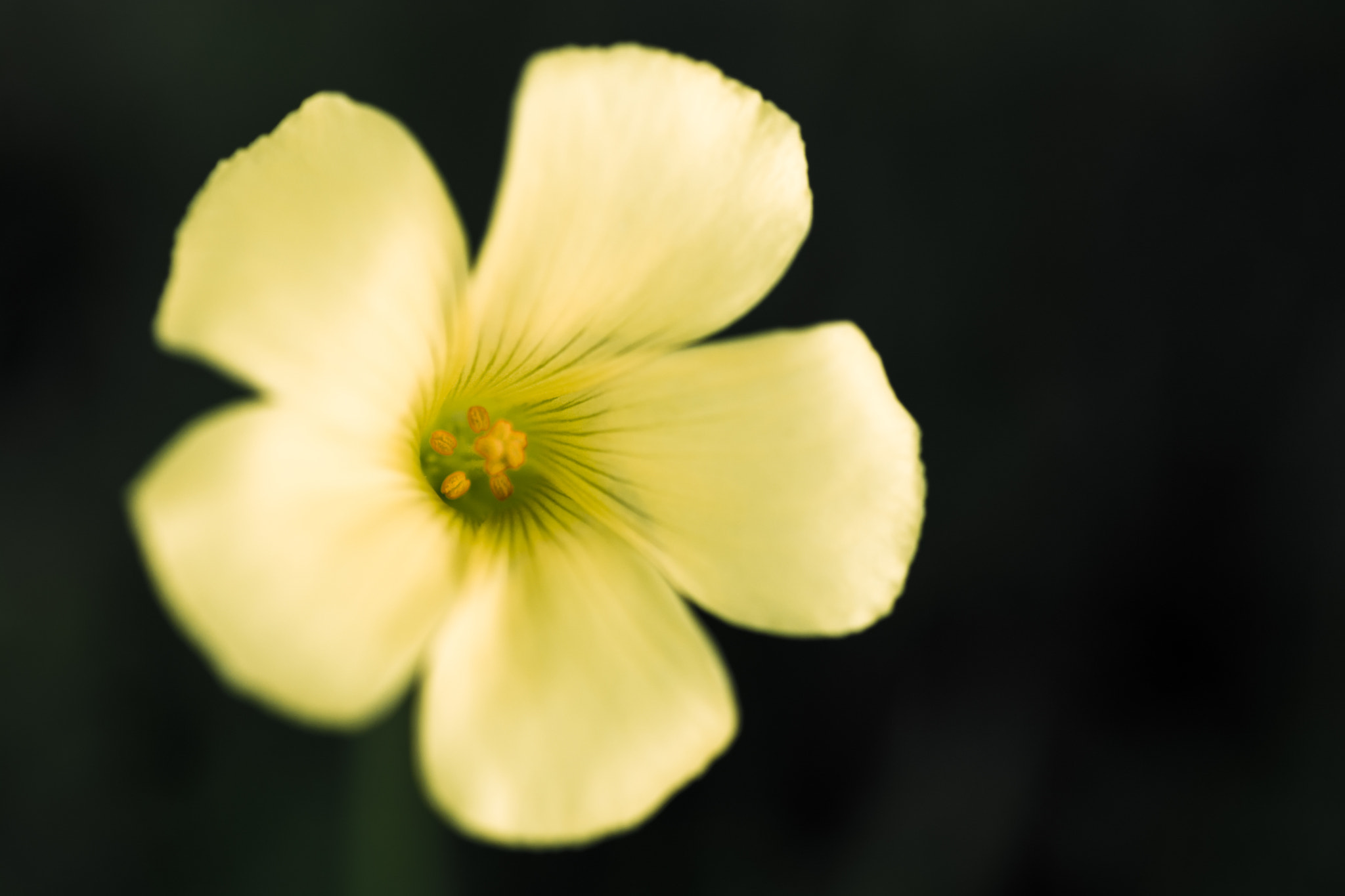 Tamron SP AF 90mm F2.8 Di Macro sample photo. * photography