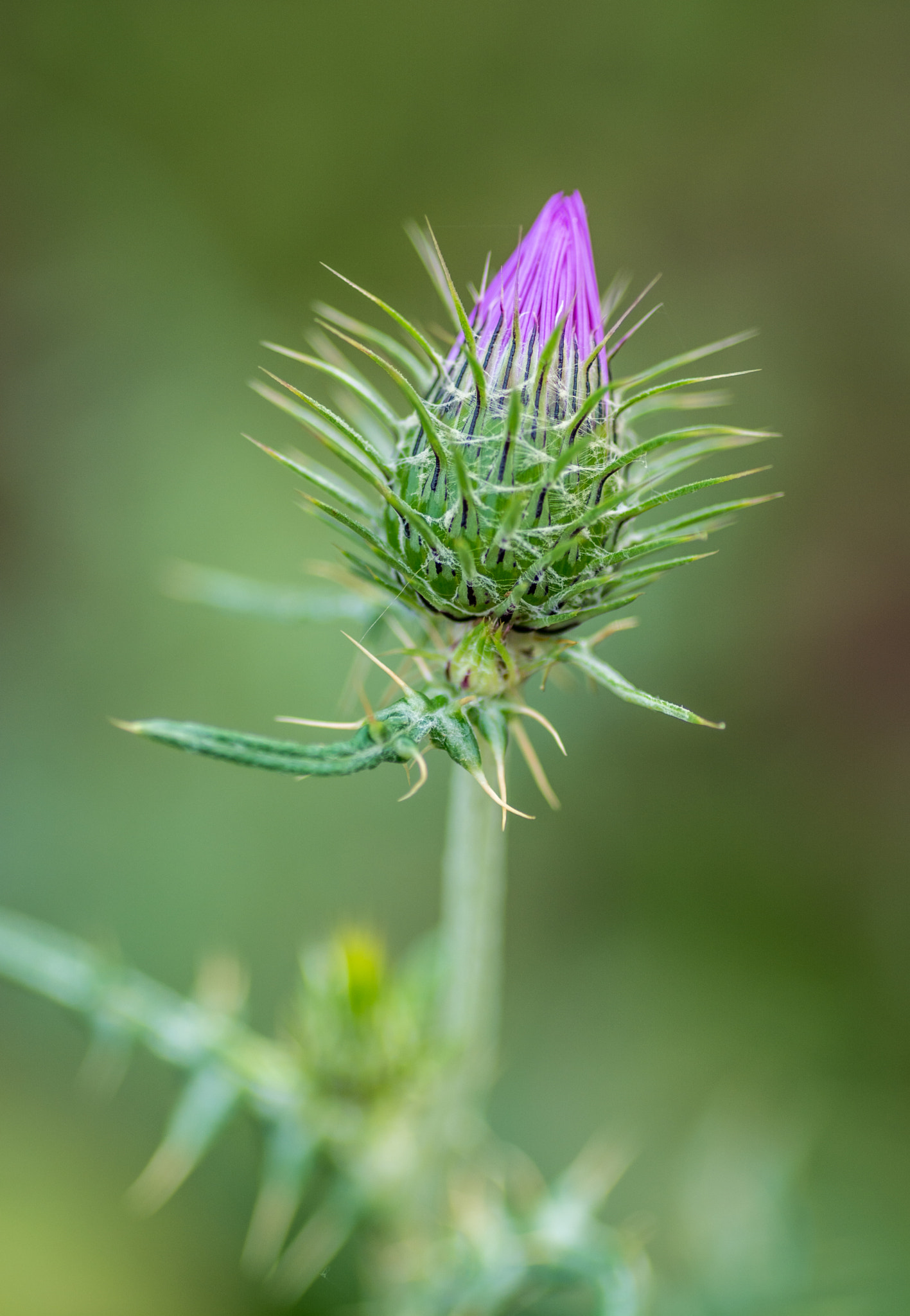 Tamron SP AF 90mm F2.8 Di Macro sample photo. Malaga photography