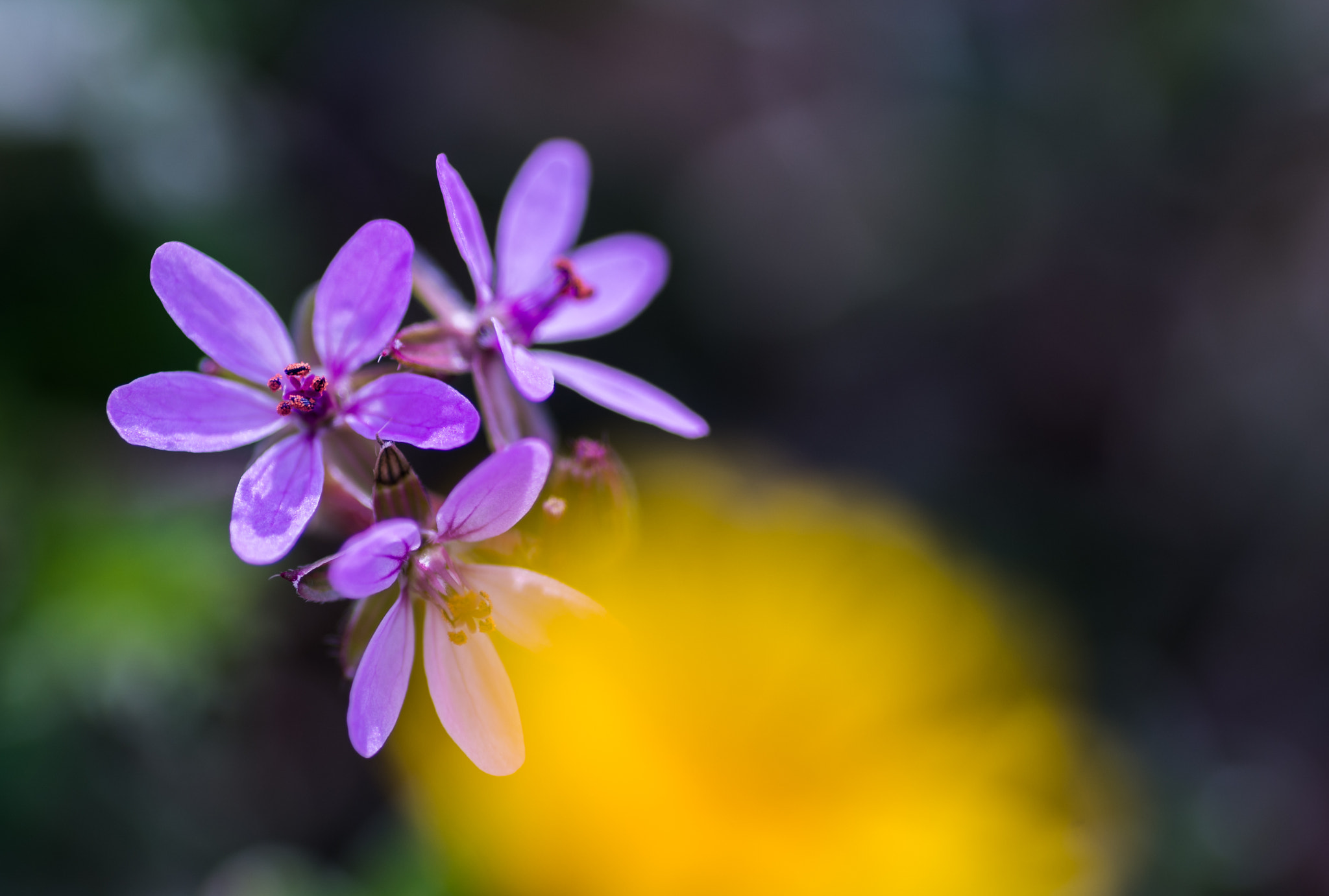 Tamron SP AF 90mm F2.8 Di Macro sample photo. * *o* photography