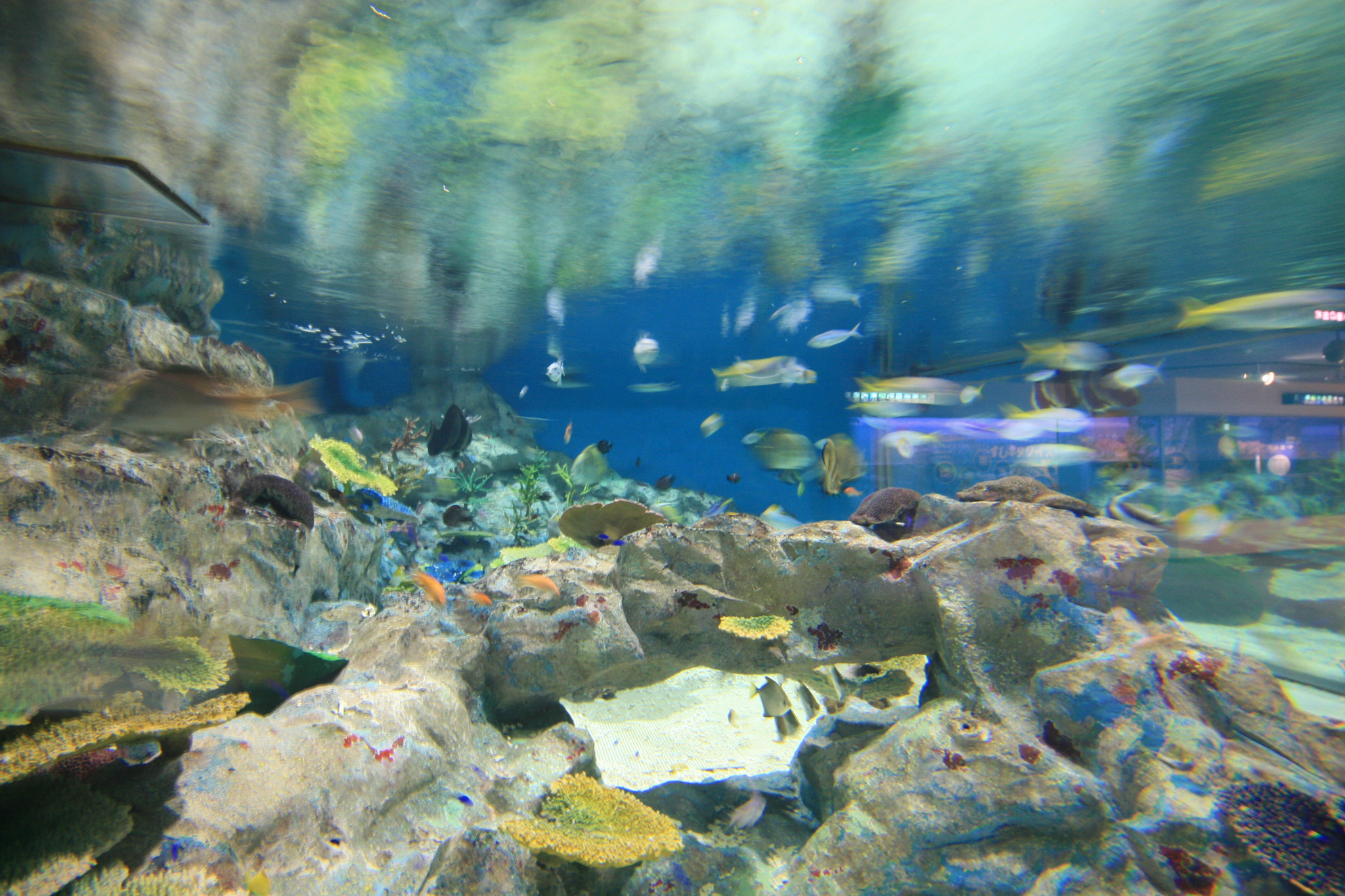 Canon EF-S 10-18mm F4.5–5.6 IS STM sample photo. Submerged photography