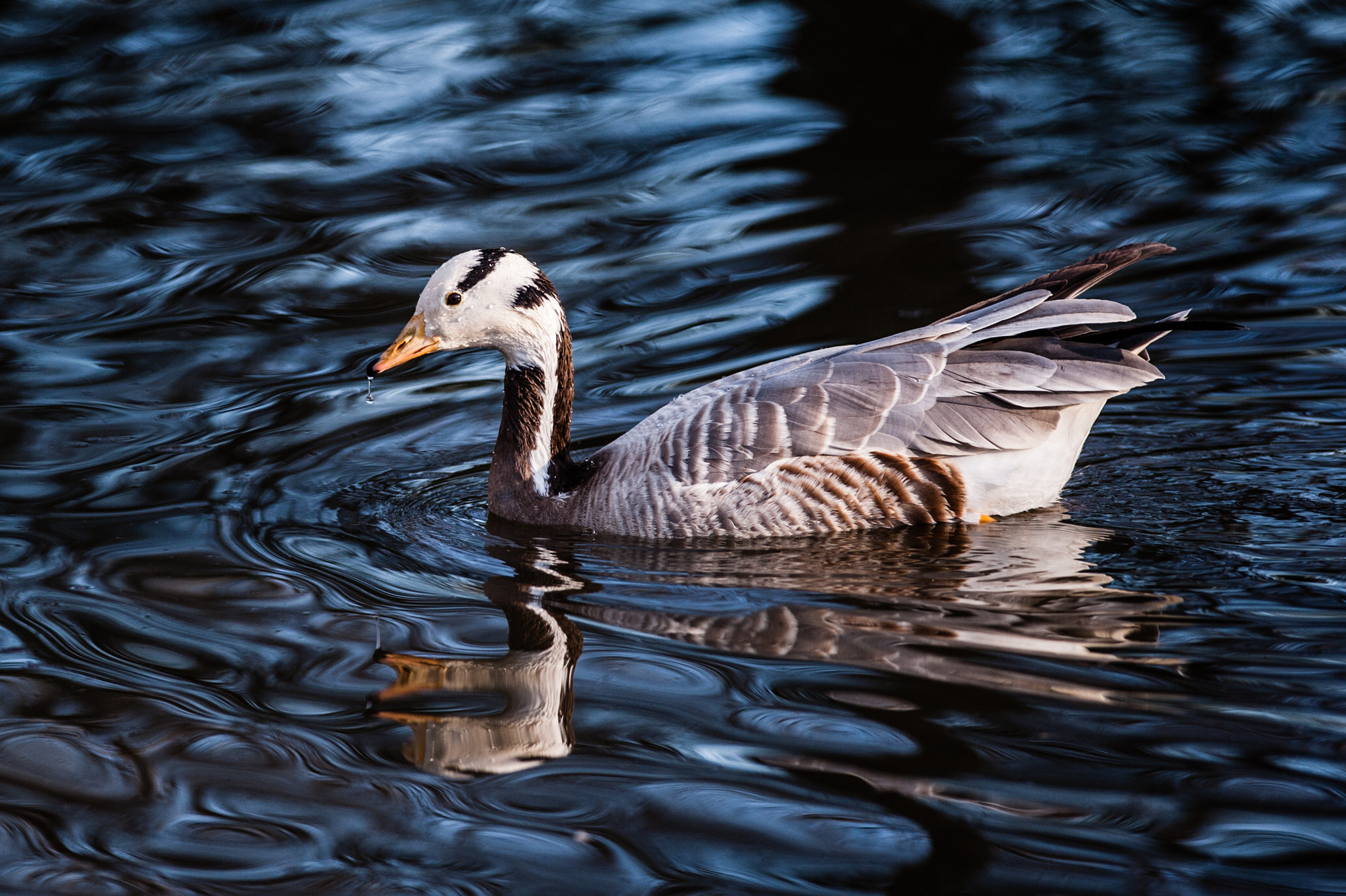 Nikon D700 + Nikon AF-S Nikkor 300mm F4D ED-IF sample photo. Barnacle goose photography