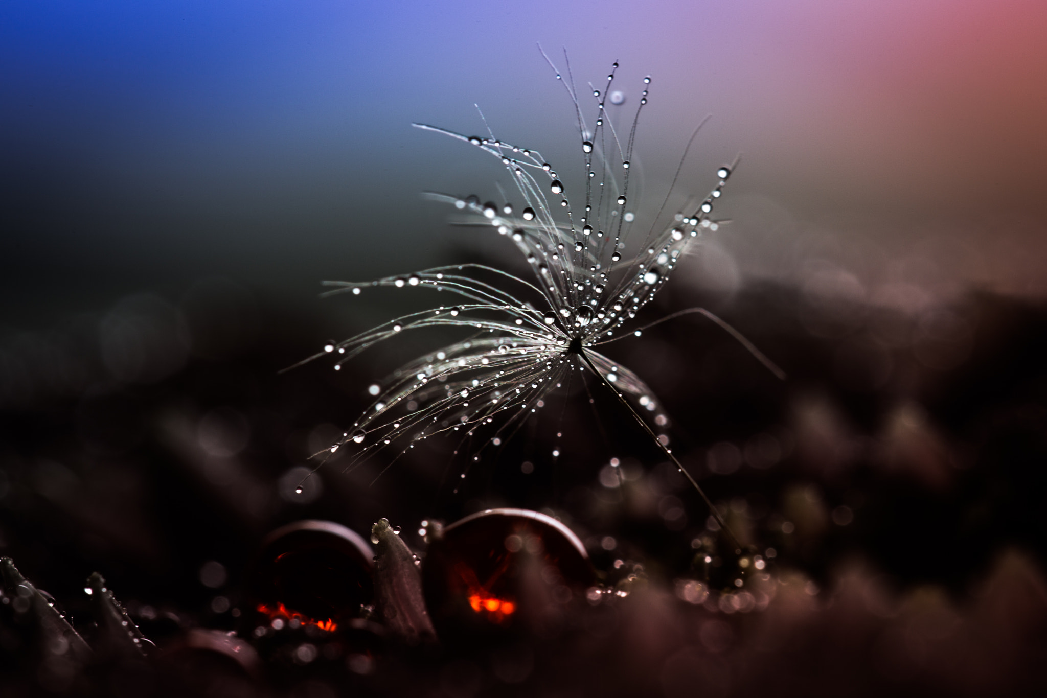 Sigma 150mm f/2.8 EX DG OS HSM APO Macro sample photo. Dance on the volcano photography