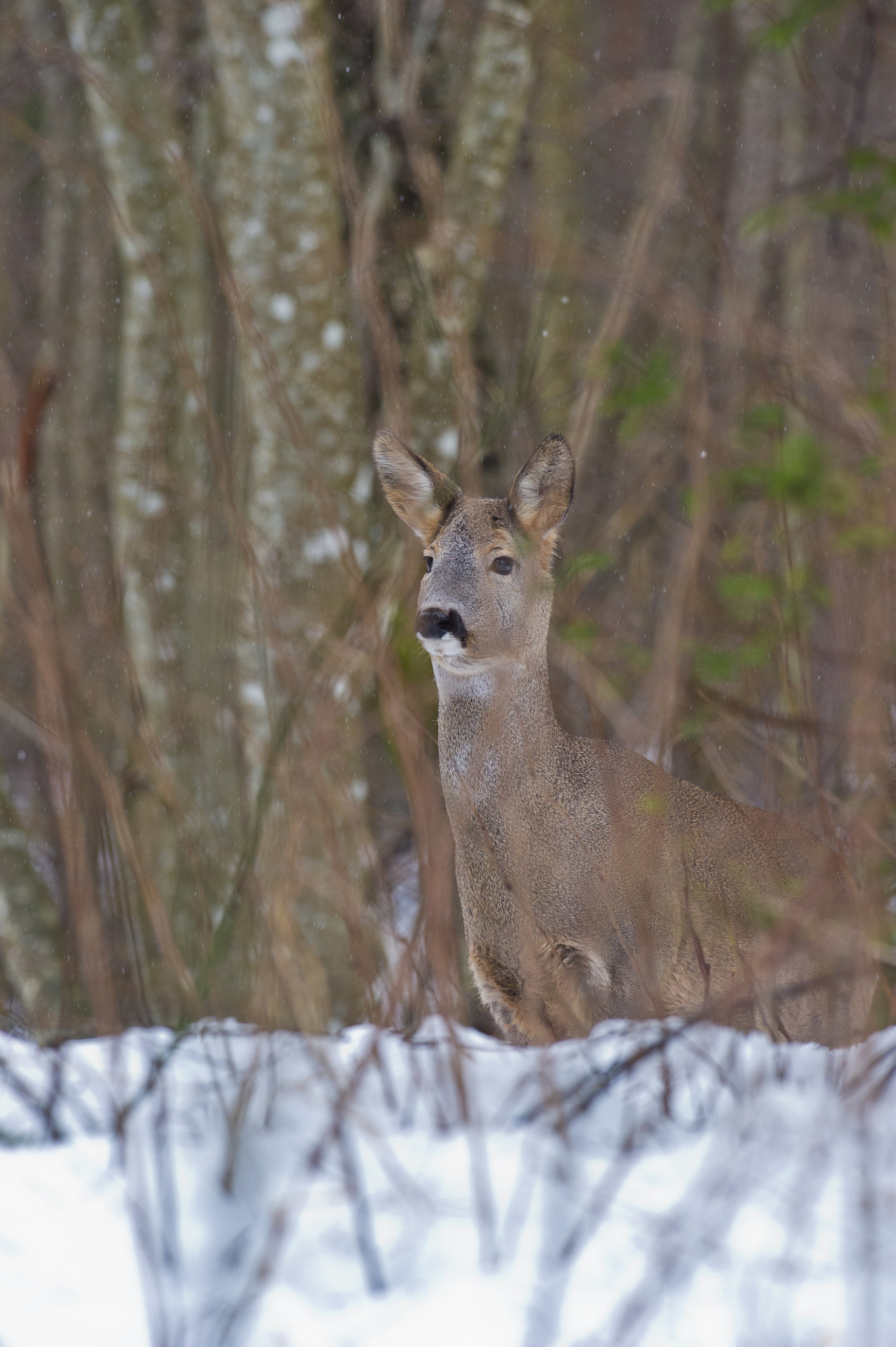 AF-S Nikkor 300mm f/2.8D IF-ED II sample photo. Ooo, there seems something delicious :) photography